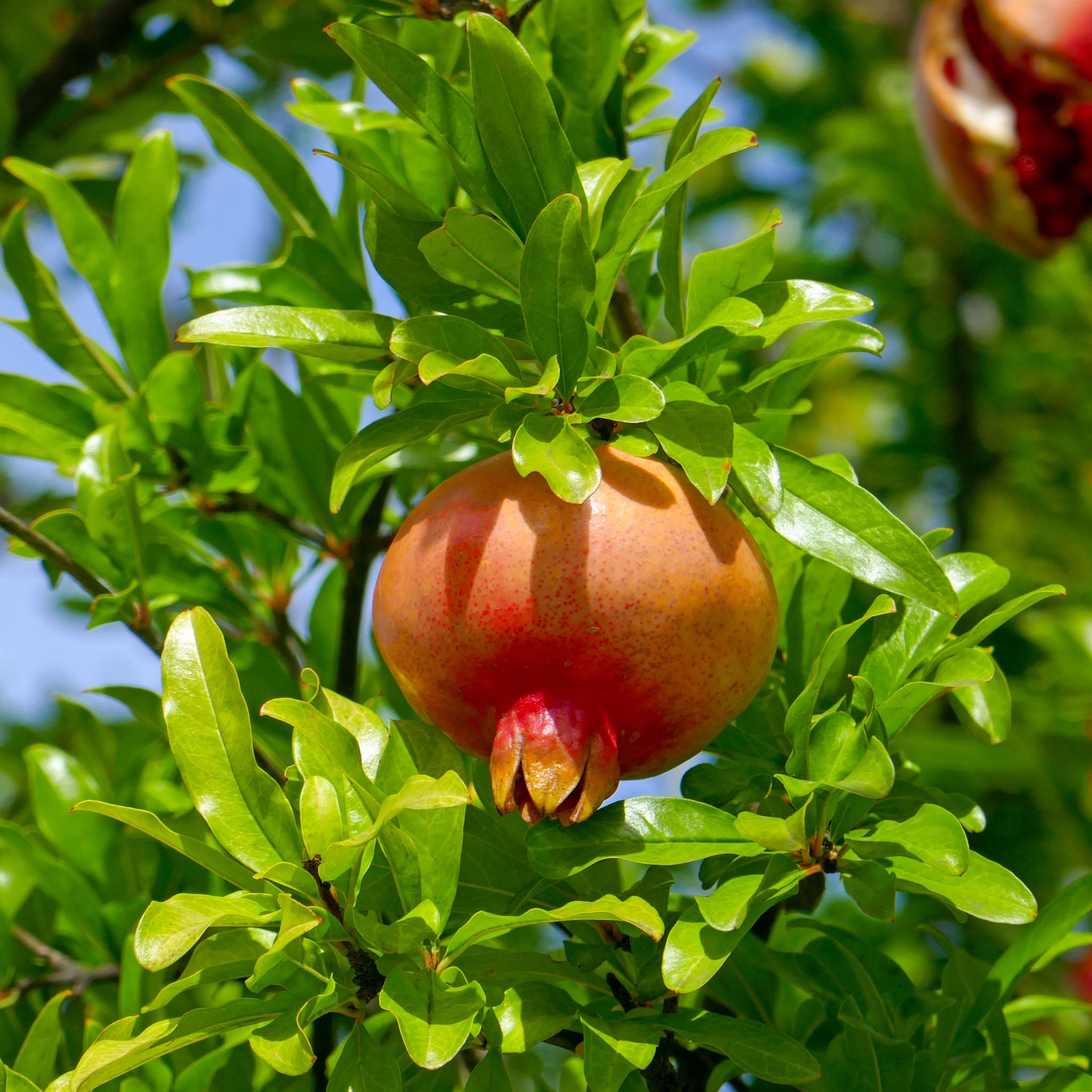 Granatapfel 'Kabylie'