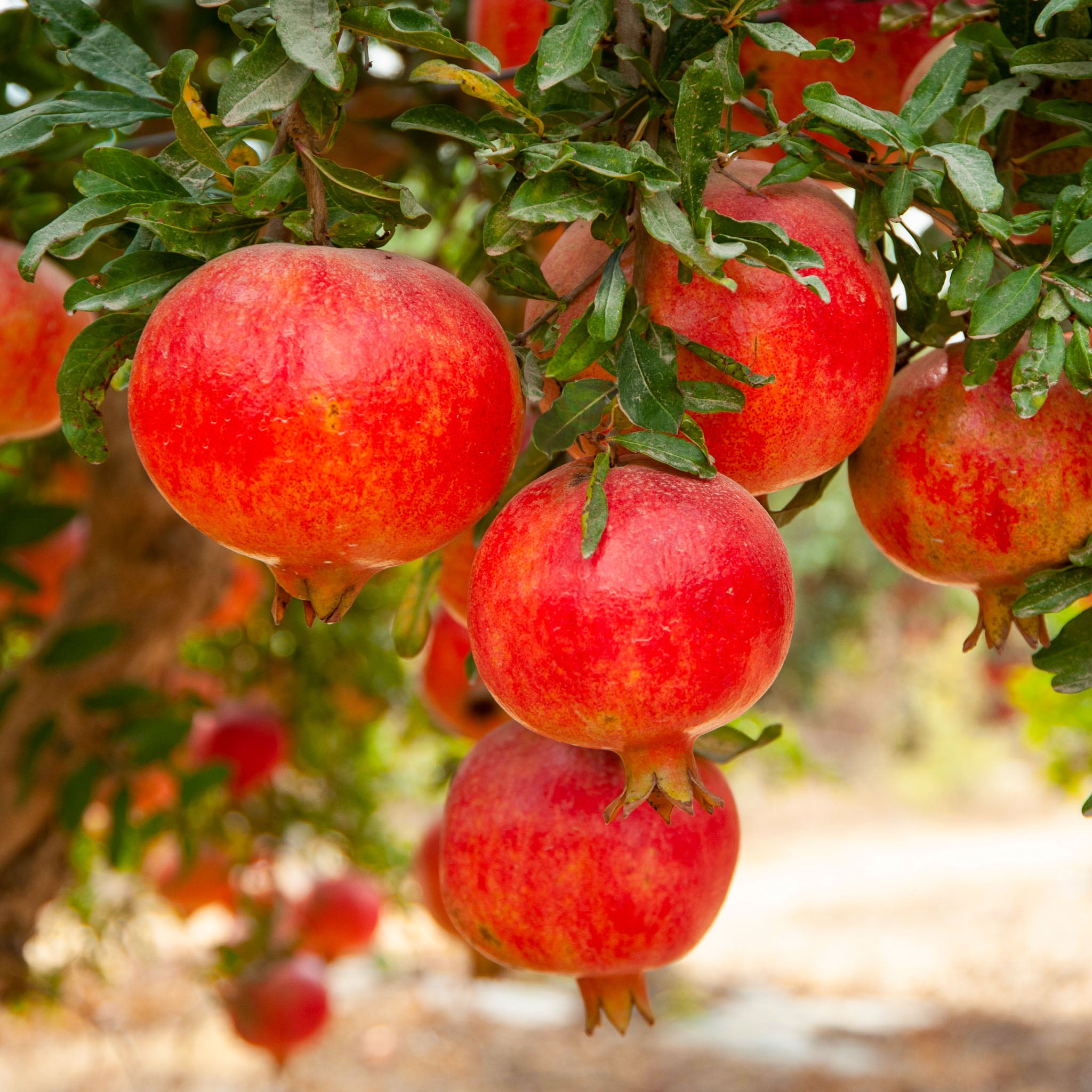 Granatapfel 'Mollar de Elche'