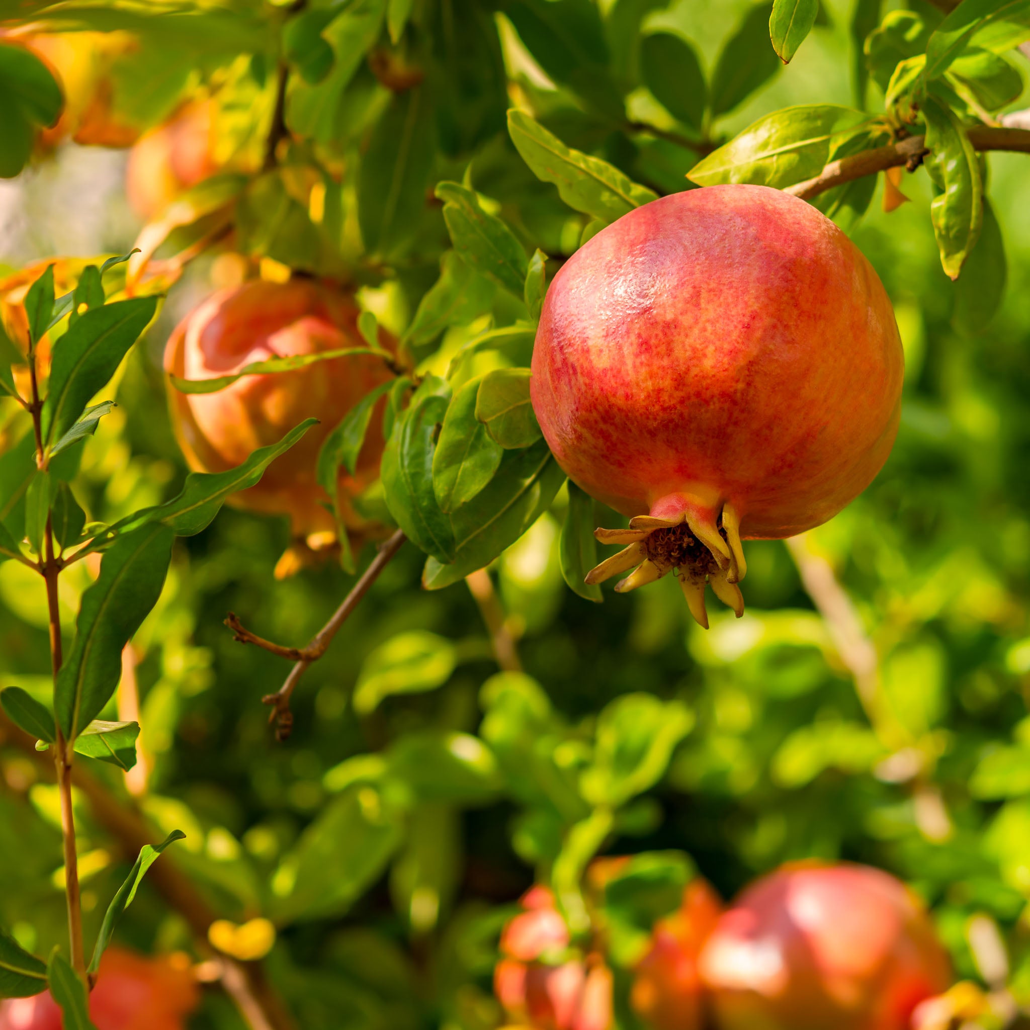 Granatapfel 'Mollar de Elche'