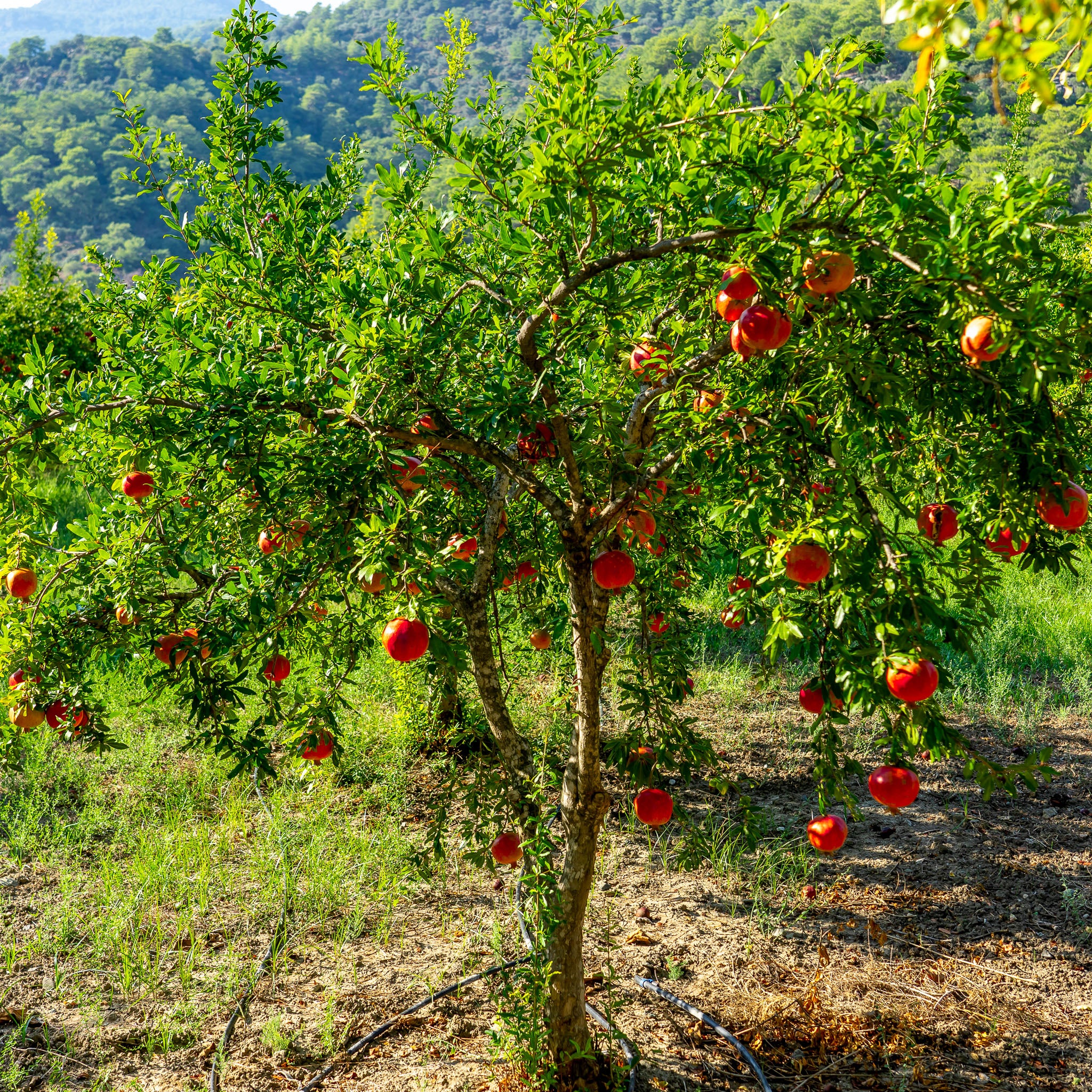 Granatapfel 'Mollar de Elche'