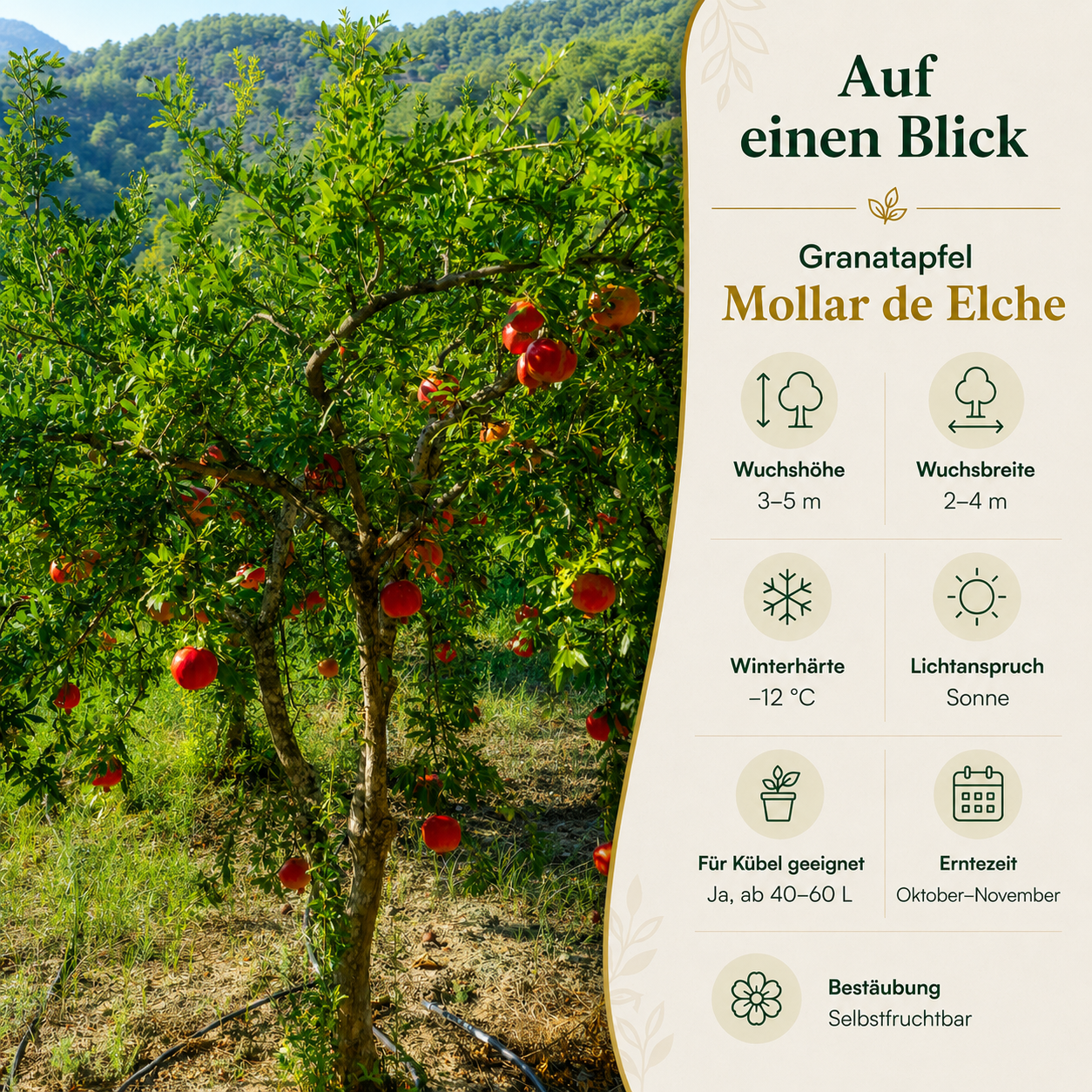 Granatapfel 'Mollar de Elche'