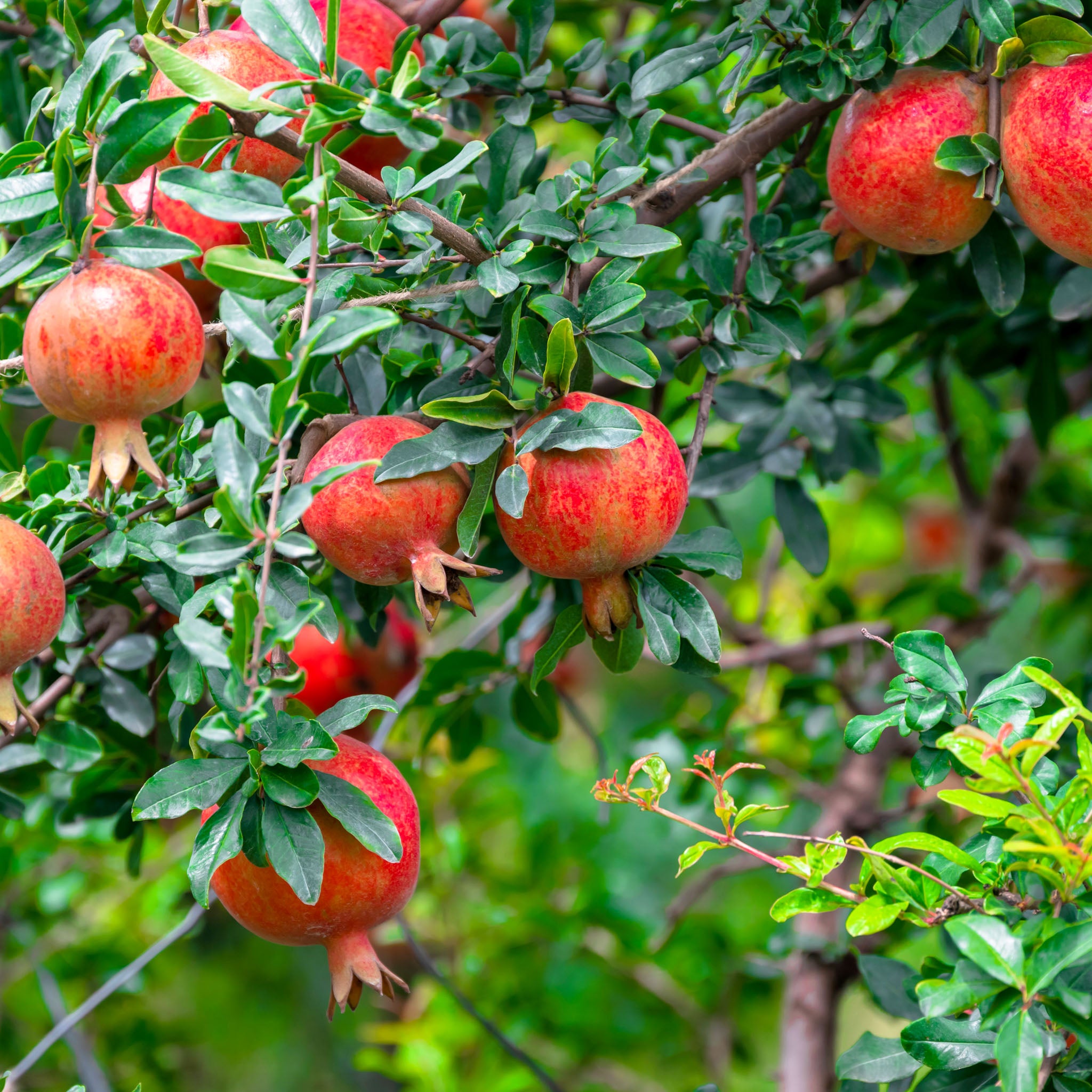 Granatapfel 'Provence'