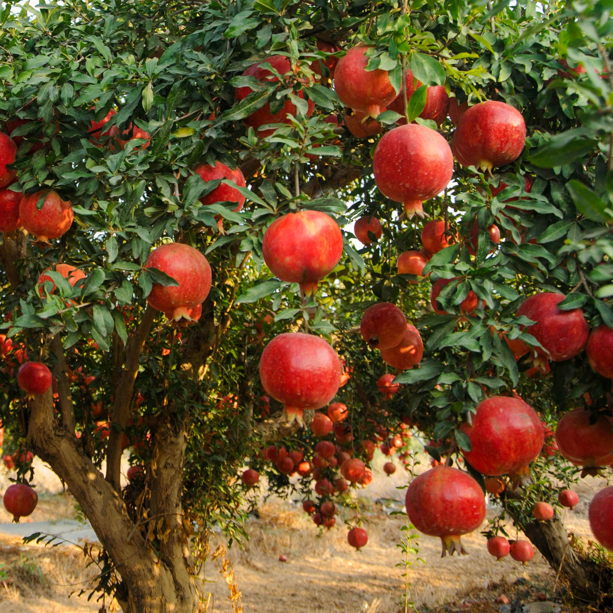 Granatapfel 'Provence'