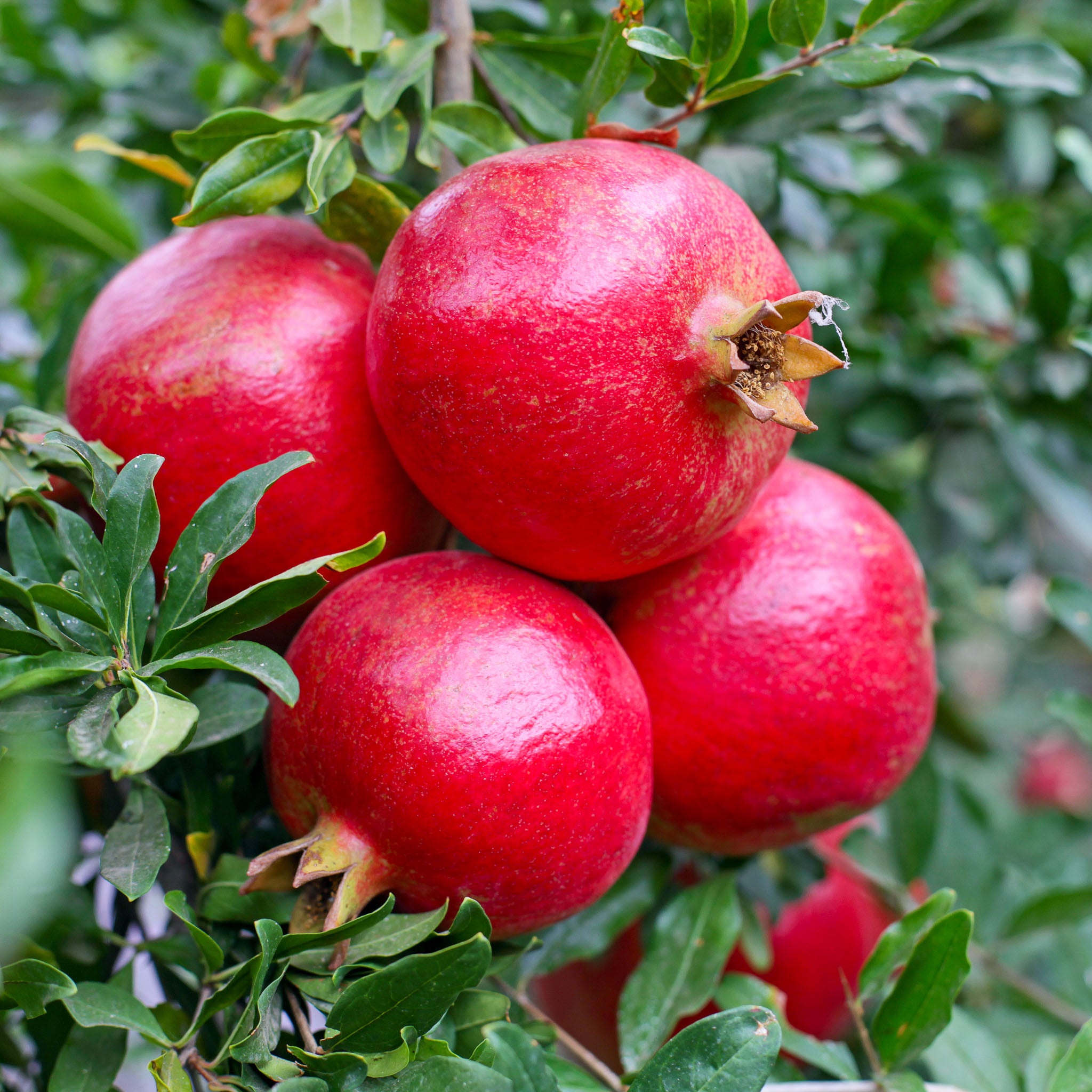 Granatapfel 'Wonderful'
