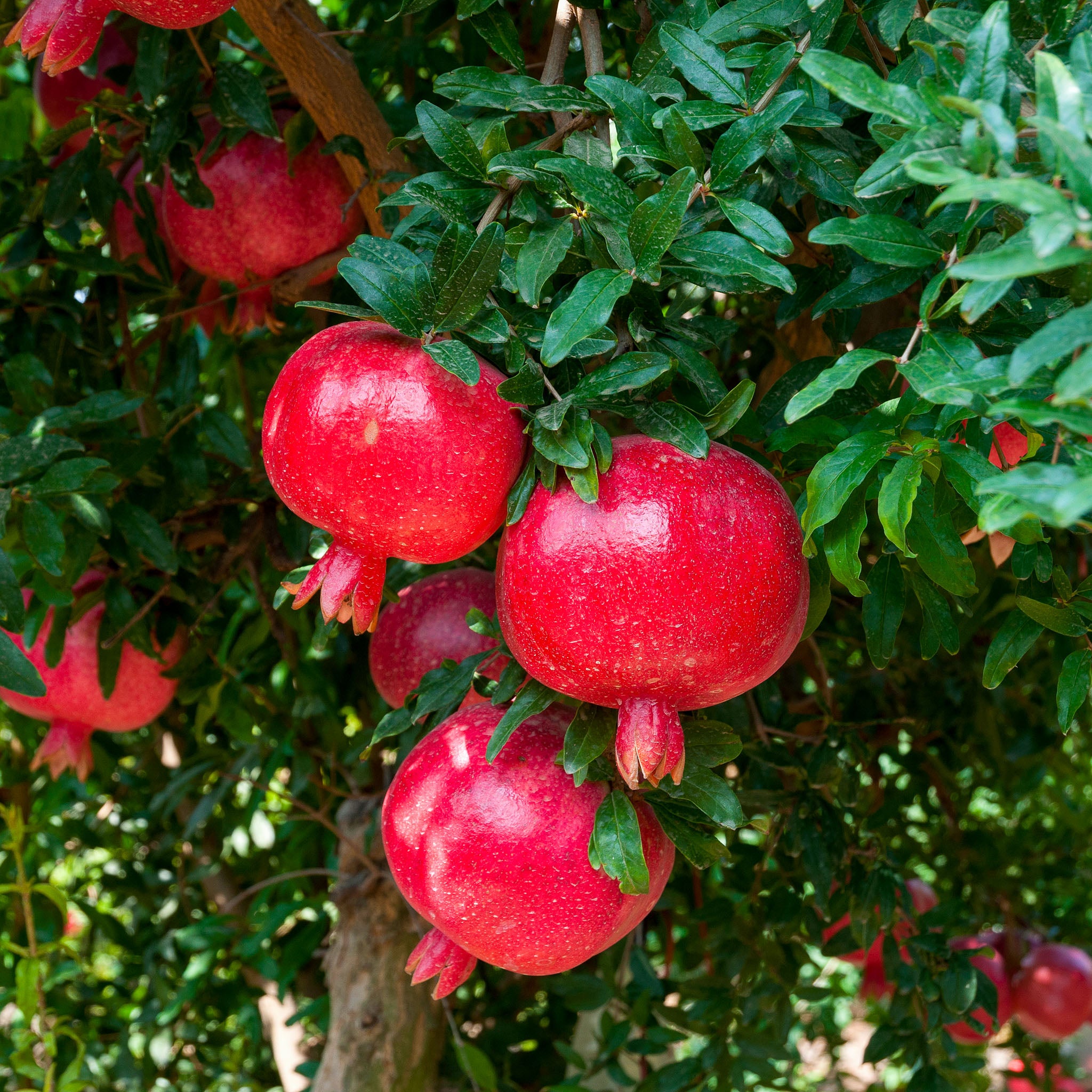 Granatapfel 'Wonderful'