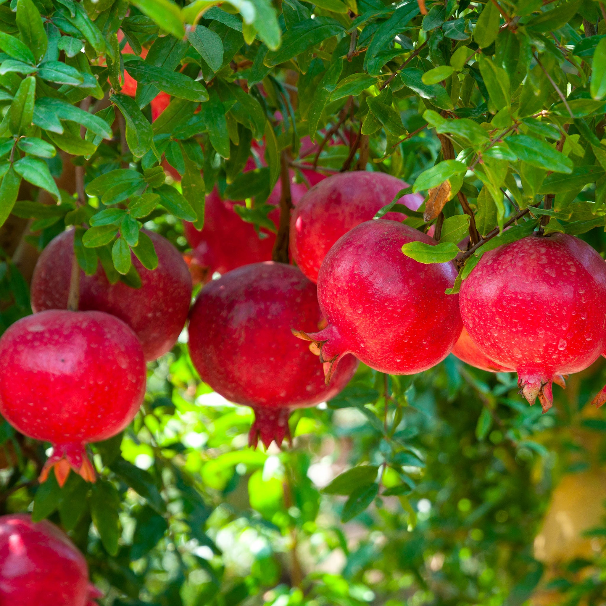 Granatapfel 'Wonderful'