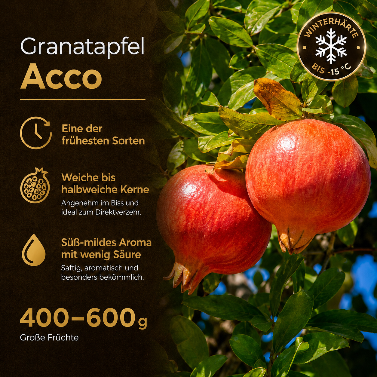 Granatapfel 'Acco'