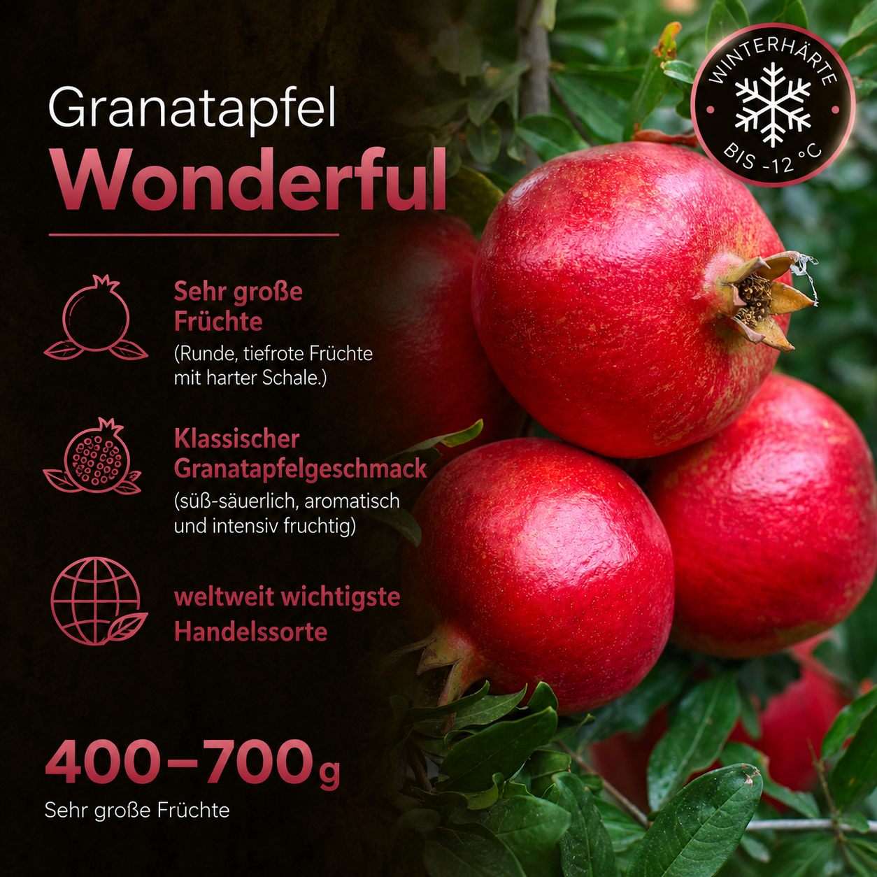 Granatapfel 'Wonderful'