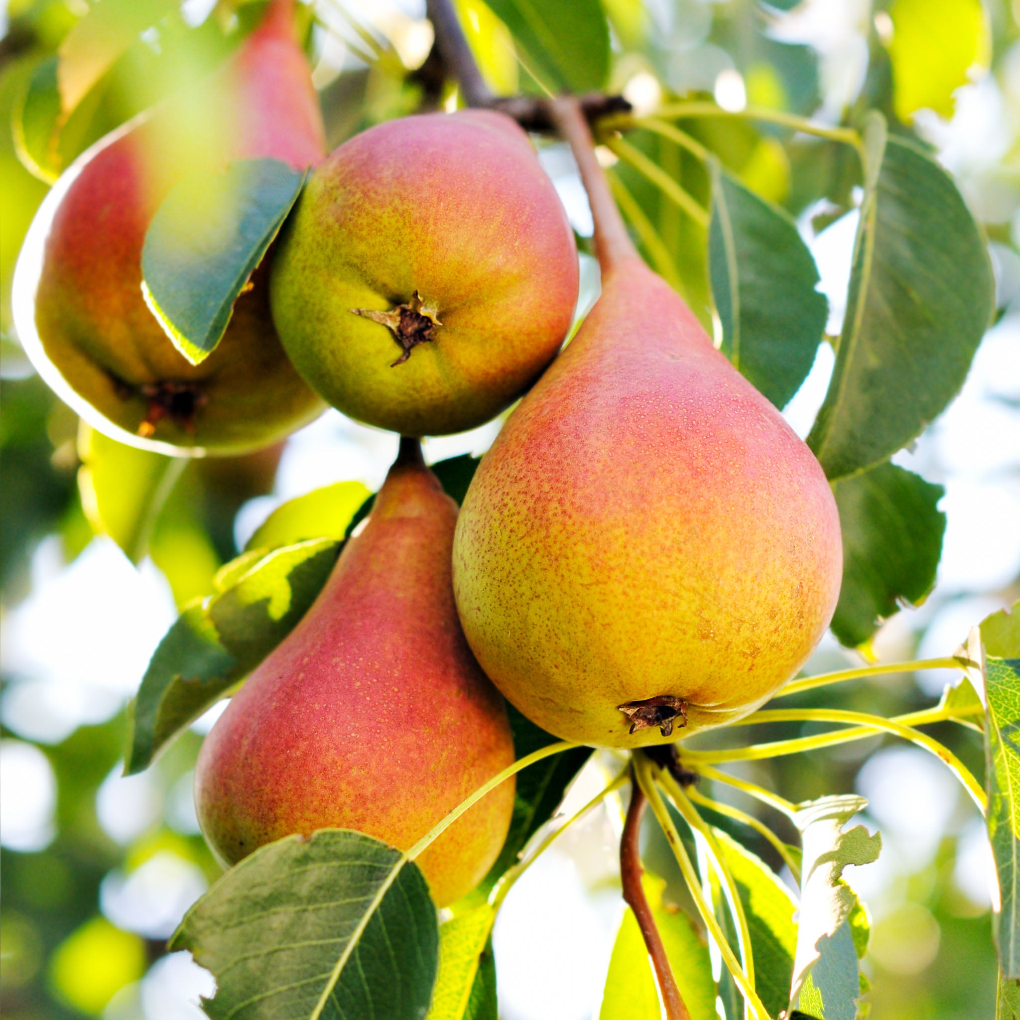 Birne 'Clapps Liebling' Buschbaum