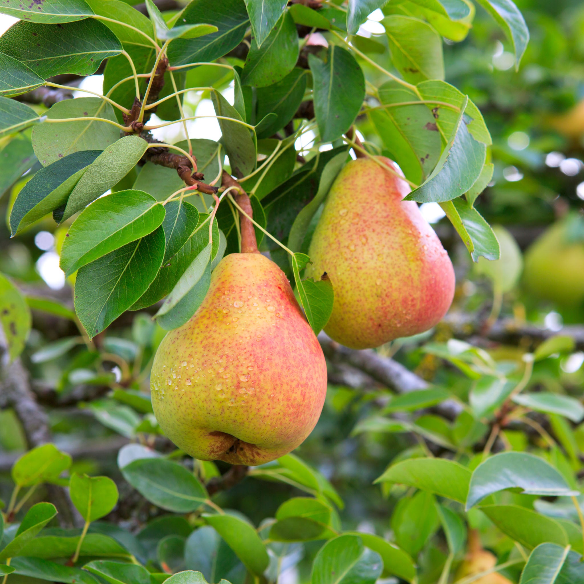 Birne 'Clapps Liebling' Buschbaum