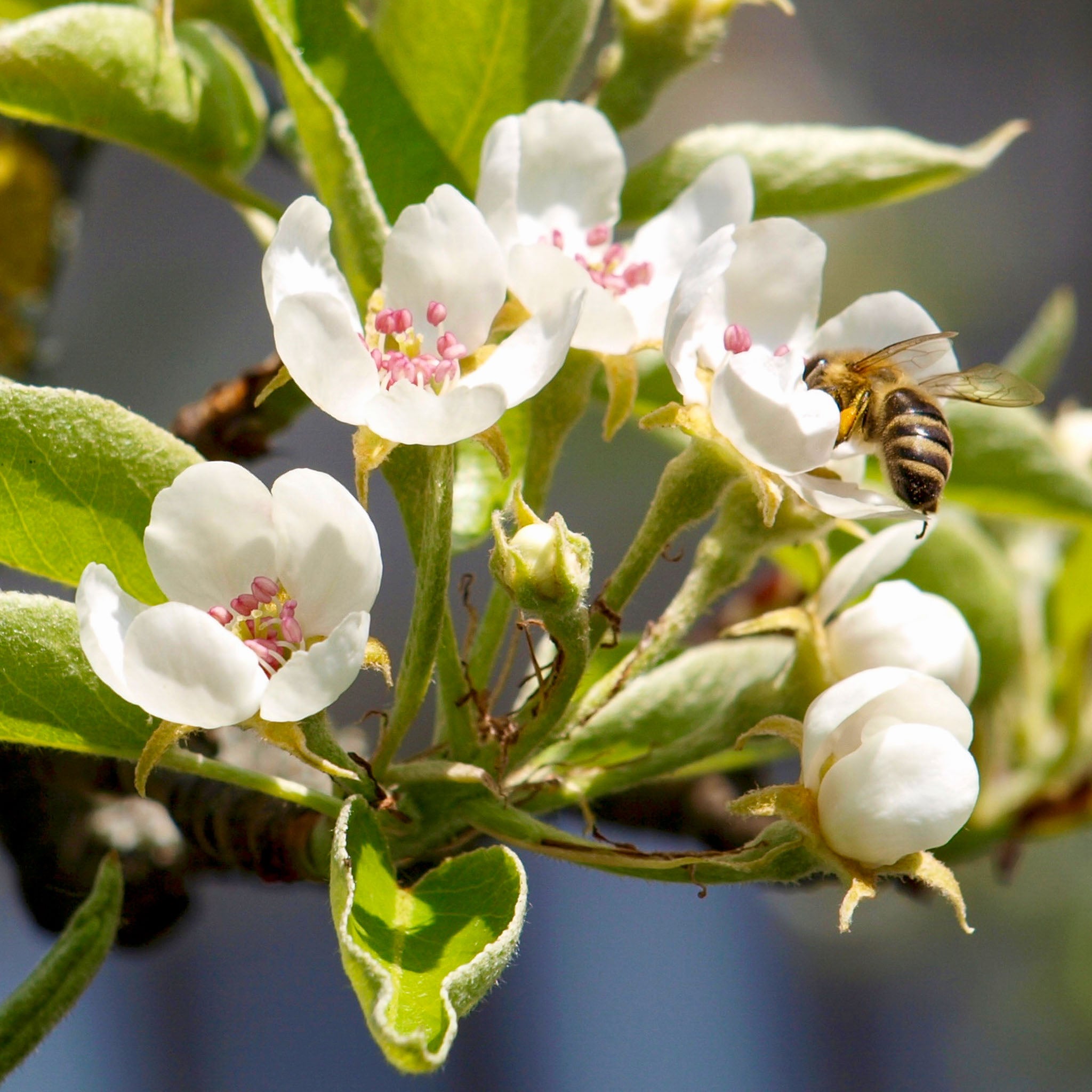 Birne 'Clapps Liebling' Buschbaum
