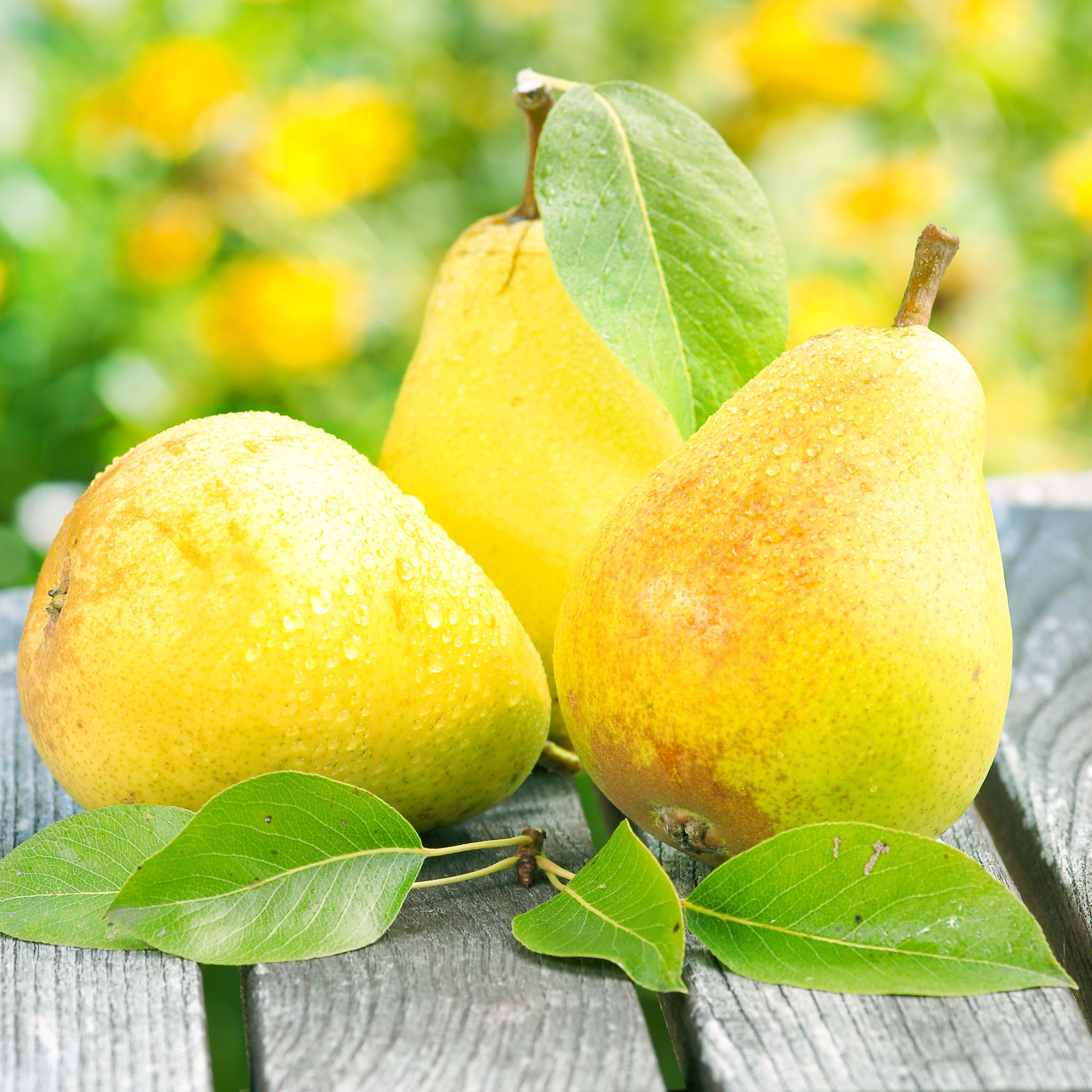 Birne 'Clapps Liebling' Buschbaum