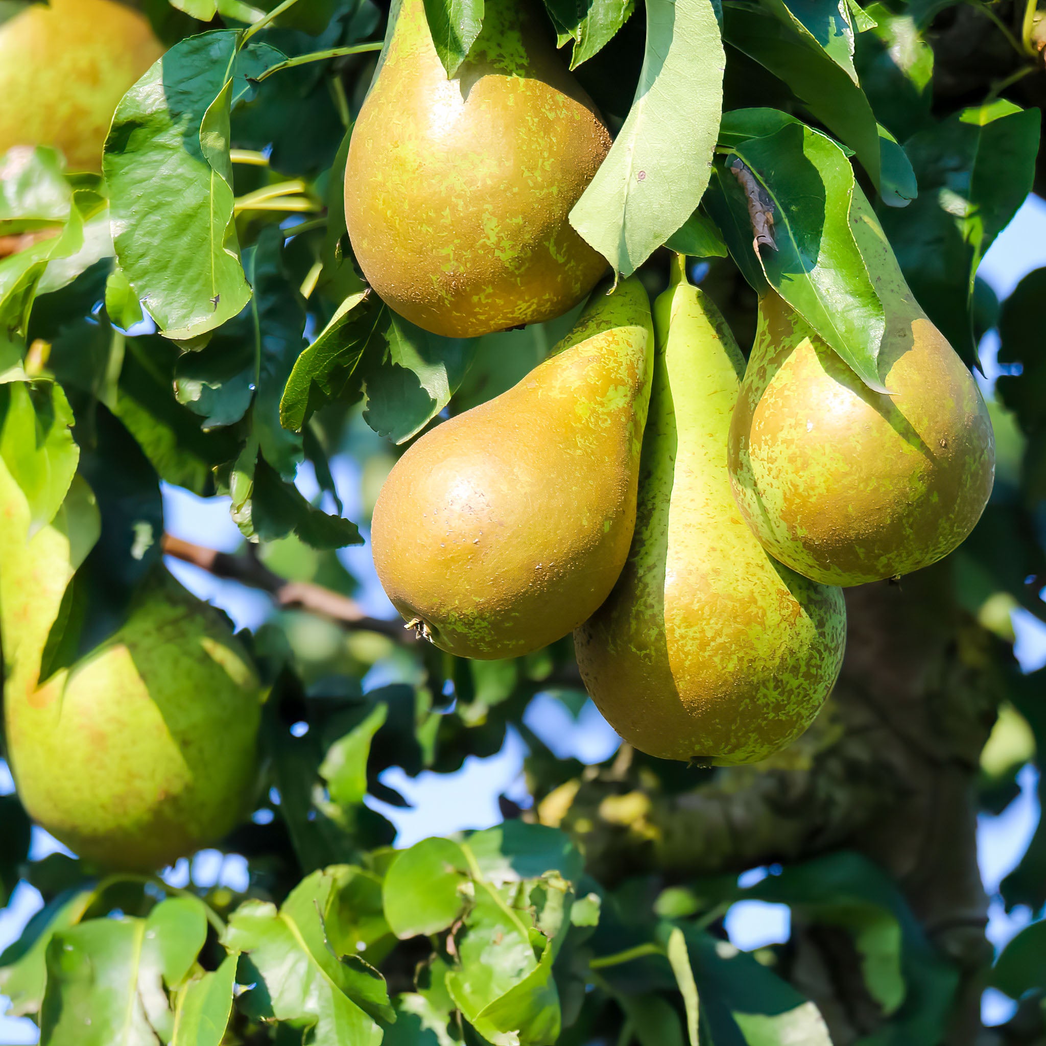 Birne 'Conference' Halbstamm