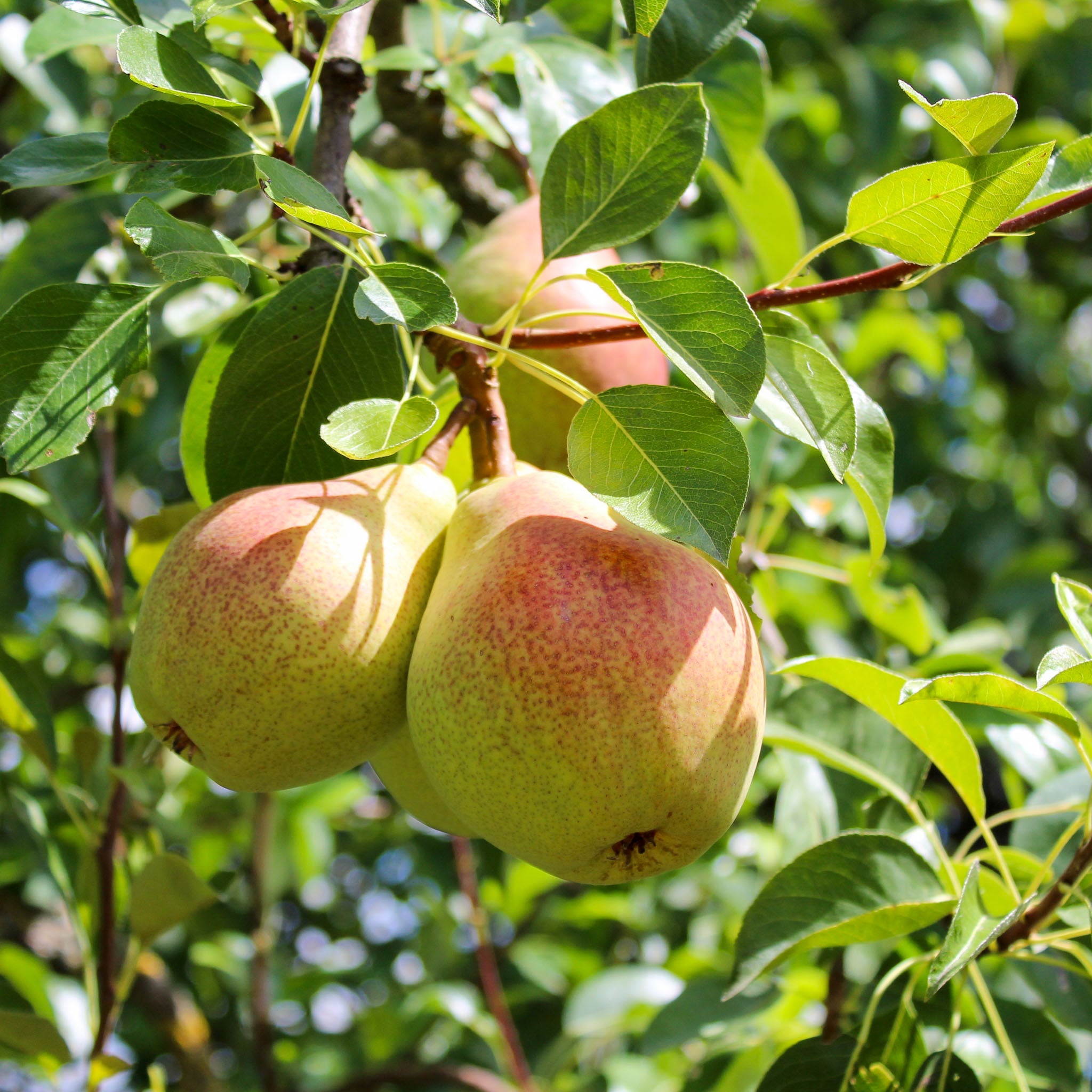 Birne 'Doyenné du Comice'