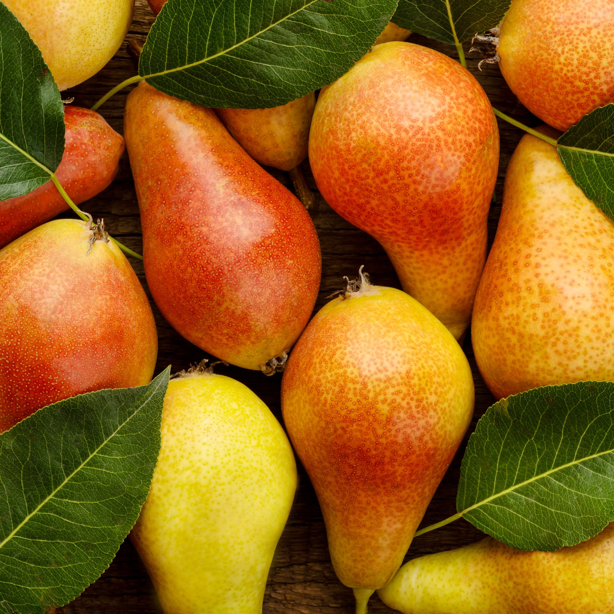 Birne 'Gute Luise' Halbstamm