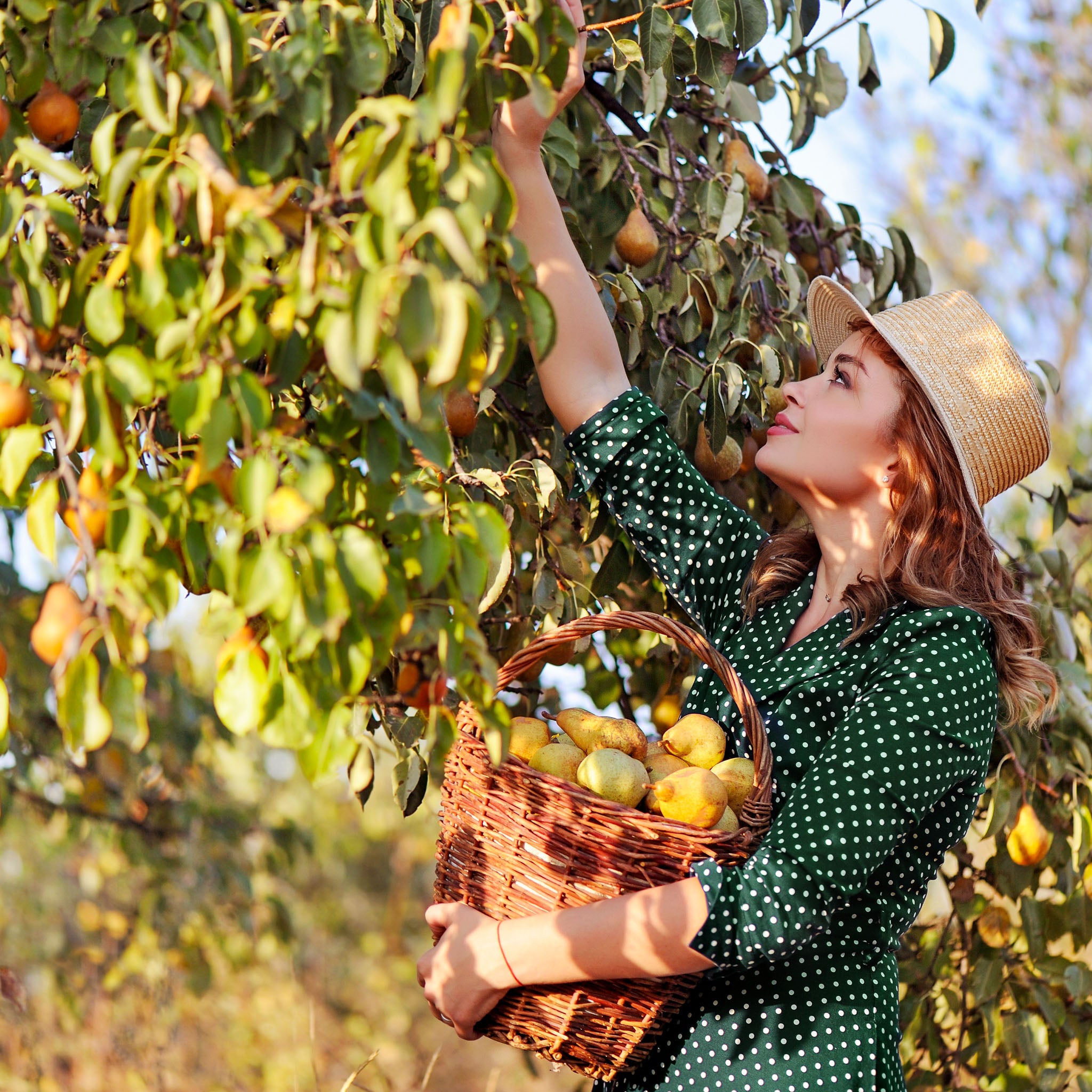 Birne 'Vereins-Dechantsbirne' Buschbaum