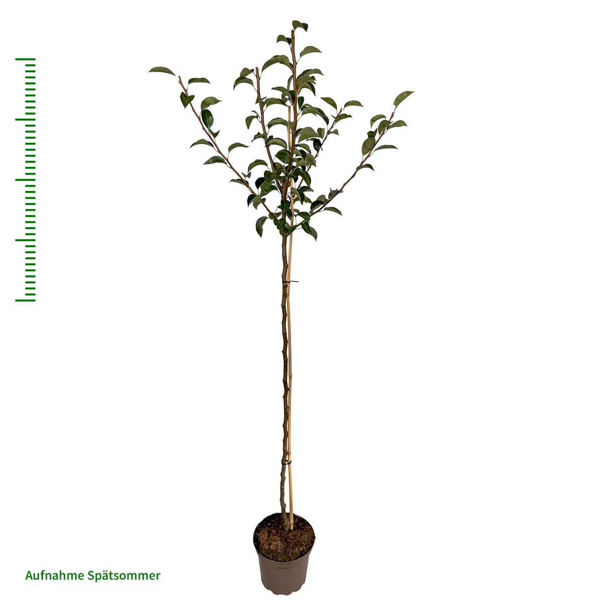 Birne 'Clapps Liebling' - Halbstamm