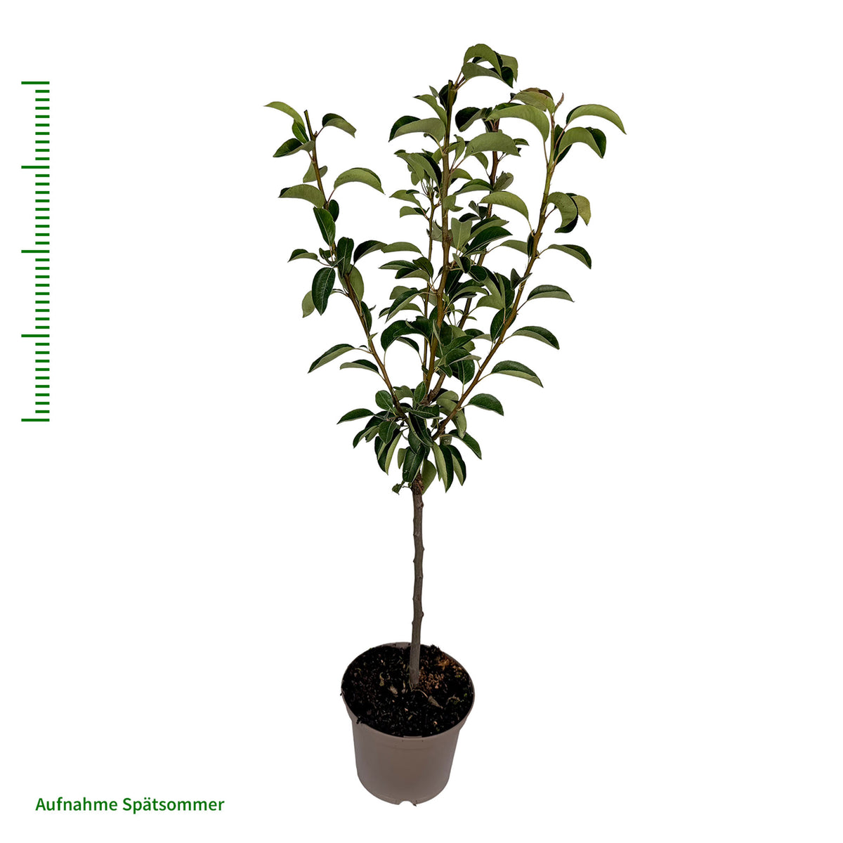 Birne 'Clapps Liebling' - Terrassenobst
