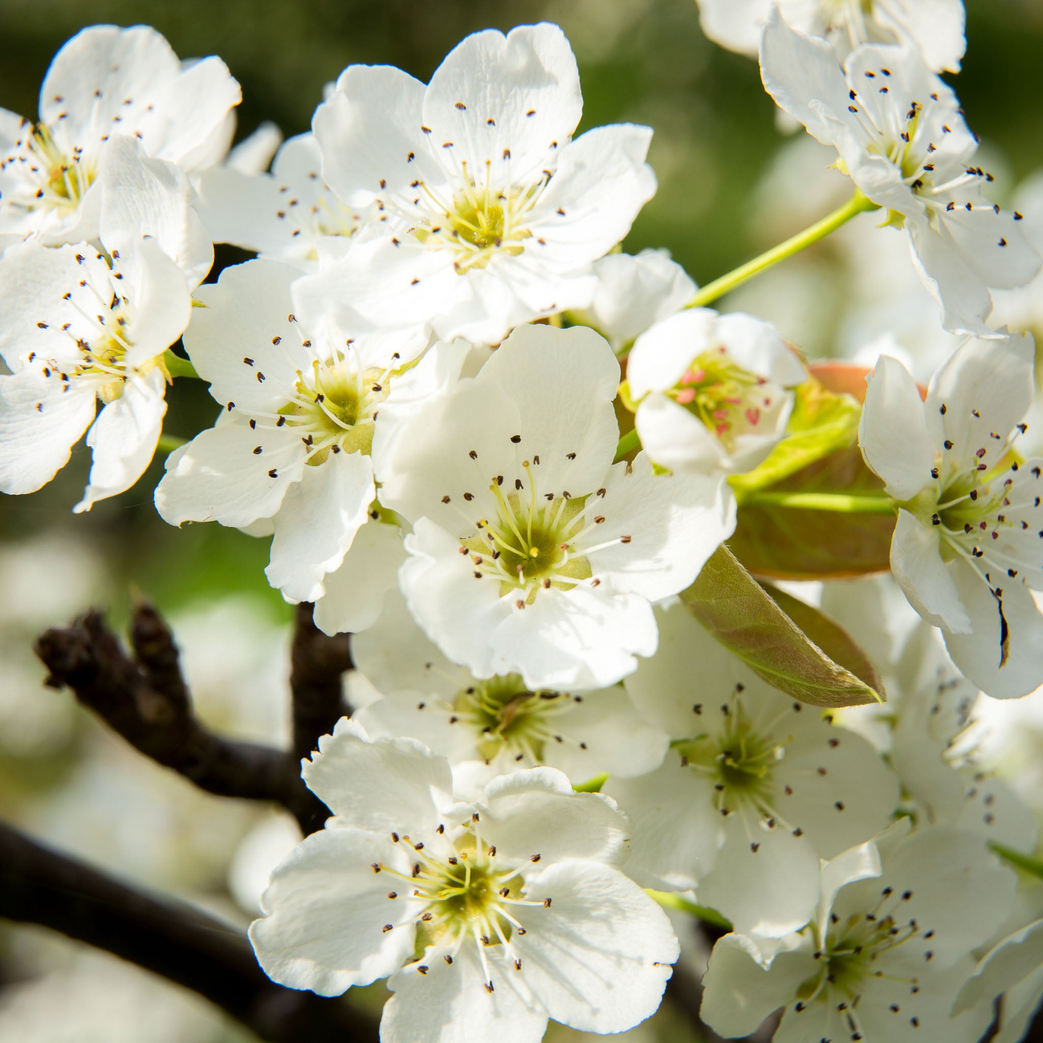 Nashi-Birne 'Hosui'