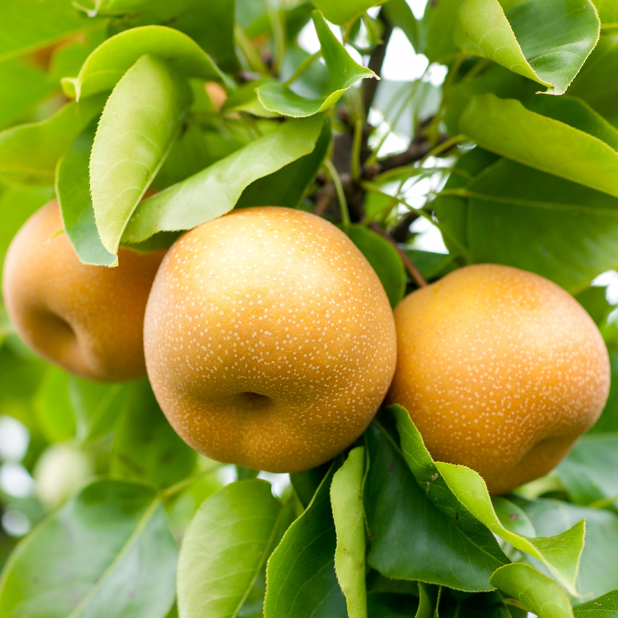 Nashi-Birne 'Hosui'