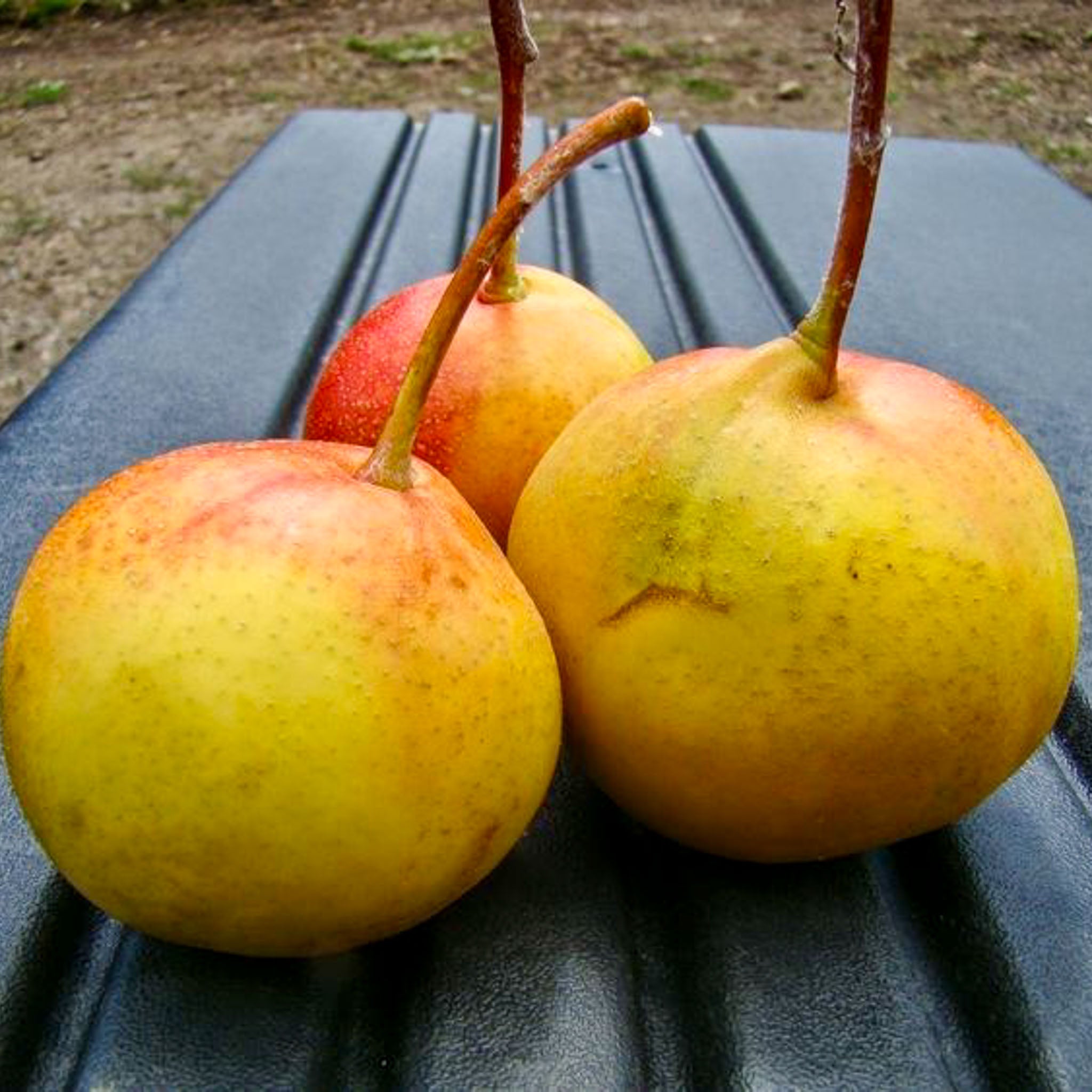 Birnen-Eberesche 'Shipova'