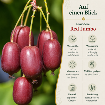 Kiwibeere 'Red Jumbo'