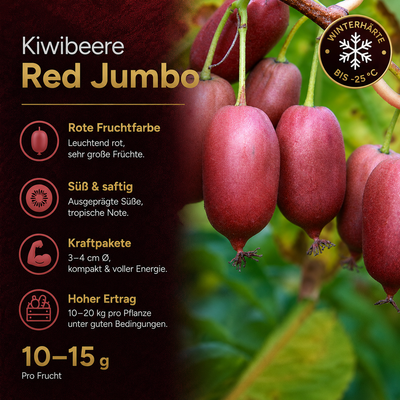 Kiwibeere 'Red Jumbo'