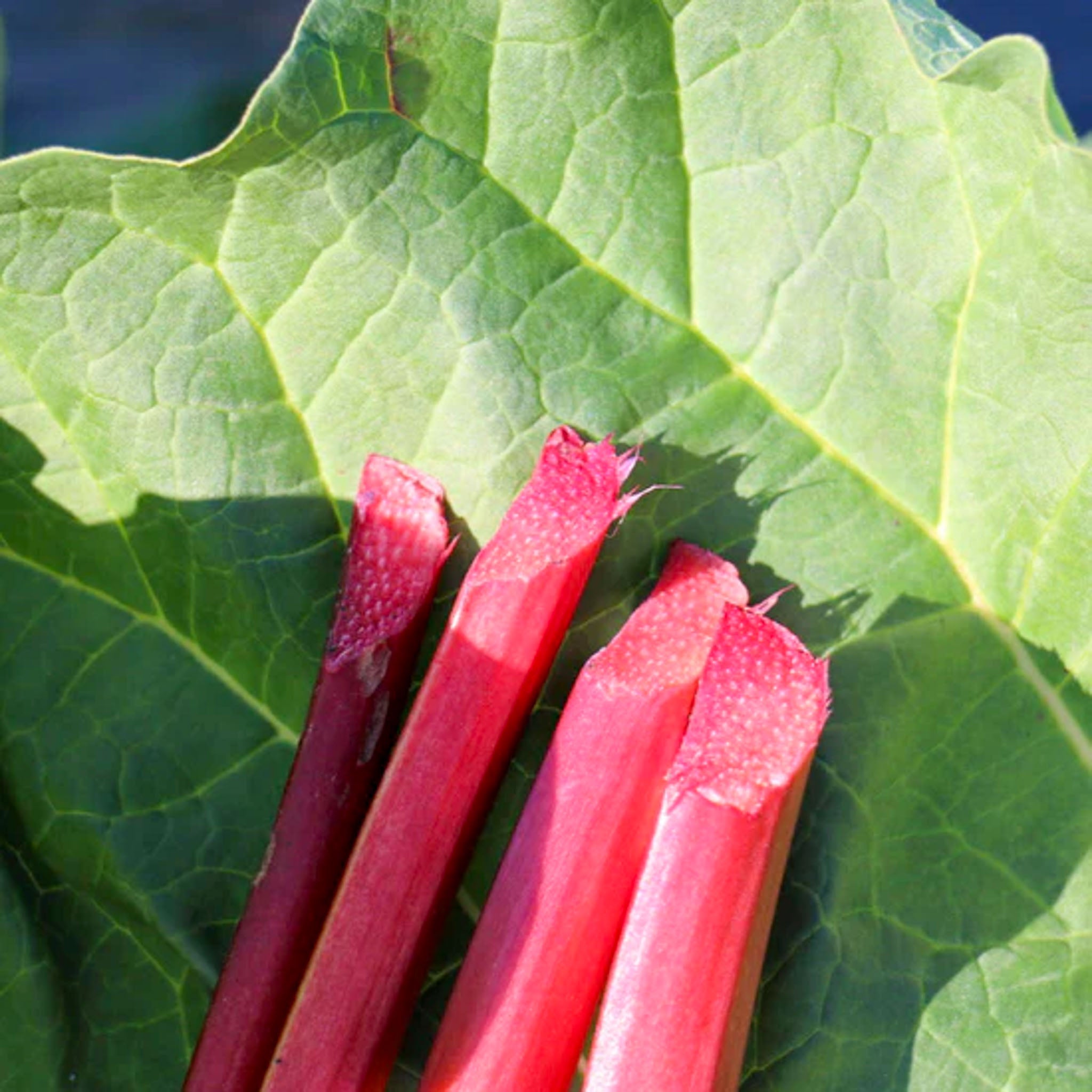 Rhabarber 'Canada Red'