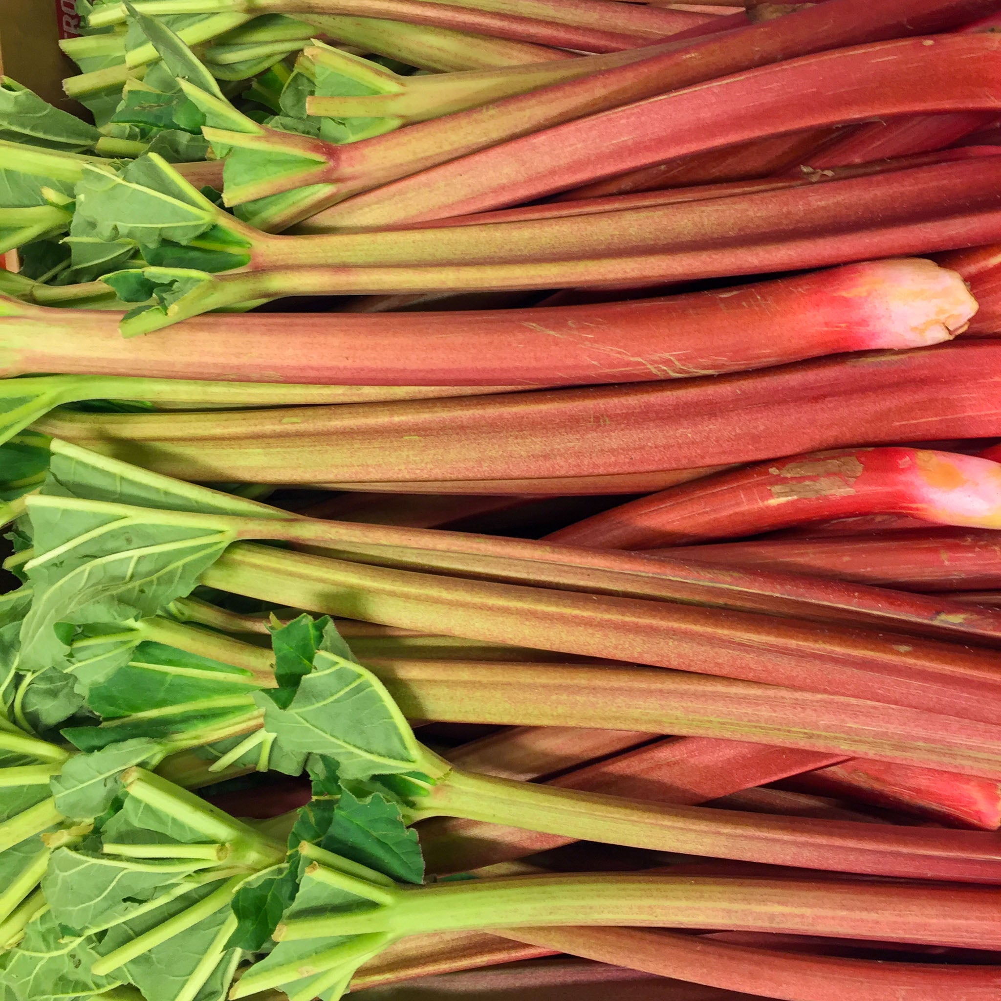 Rhabarber 'Holsteiner Blut'