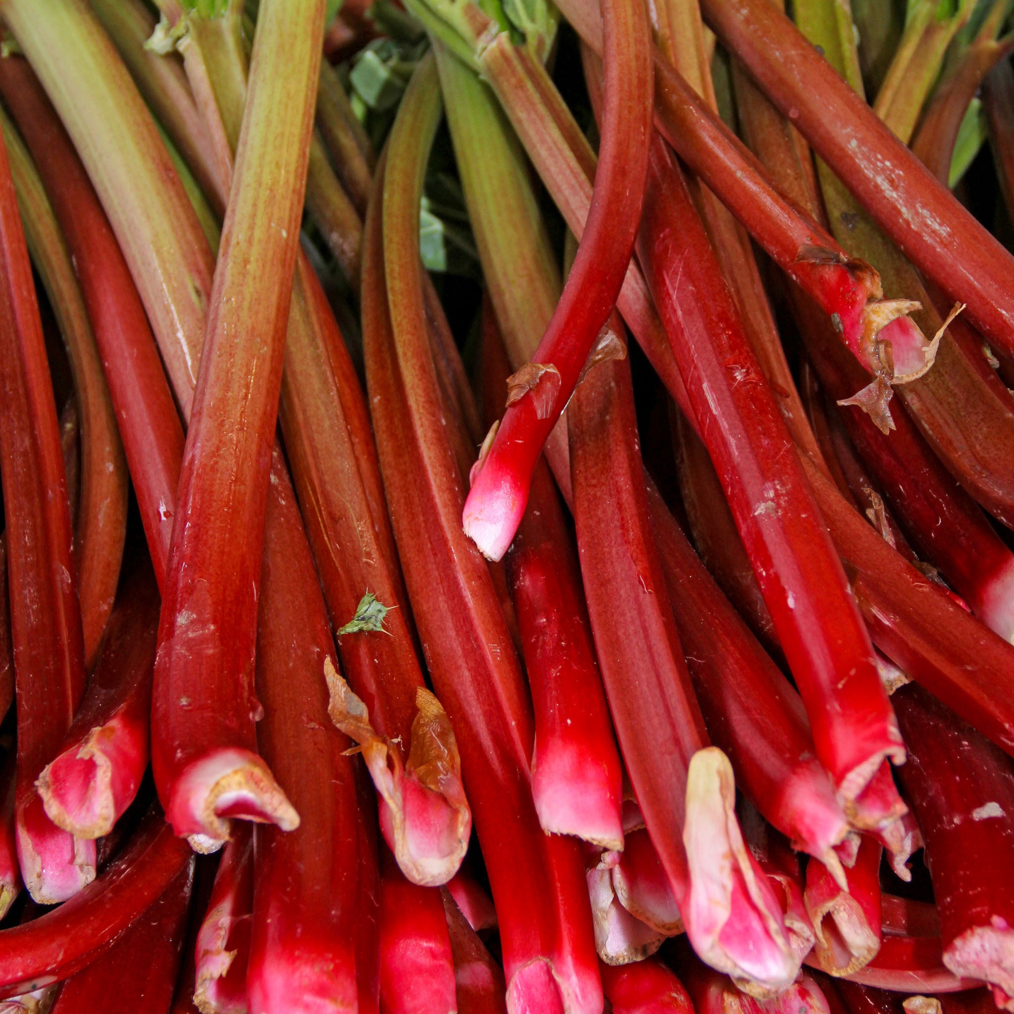 Rhabarber 'Red Champagne'