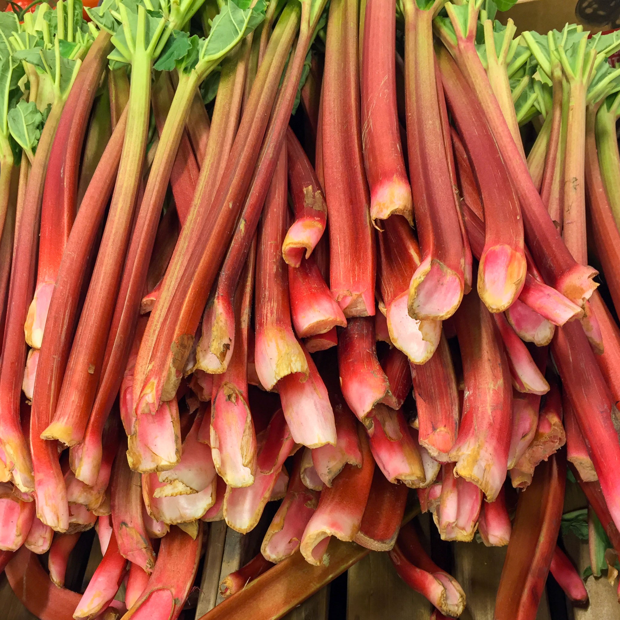 Rhabarber 'Red Champagne'