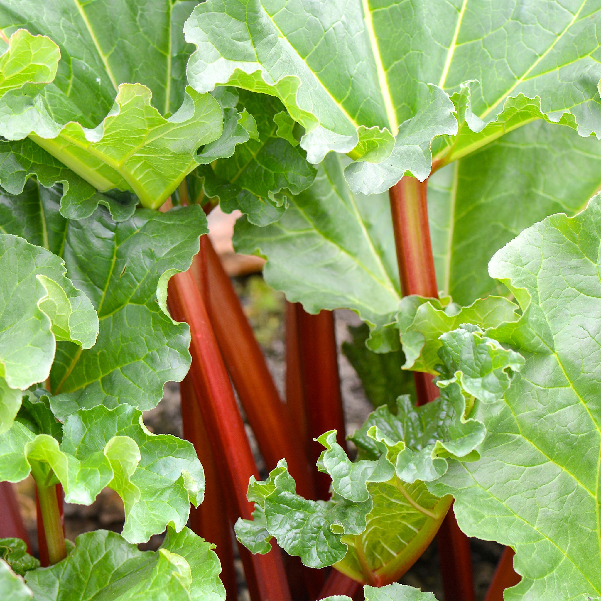 Rhabarber 'Red Champagne'