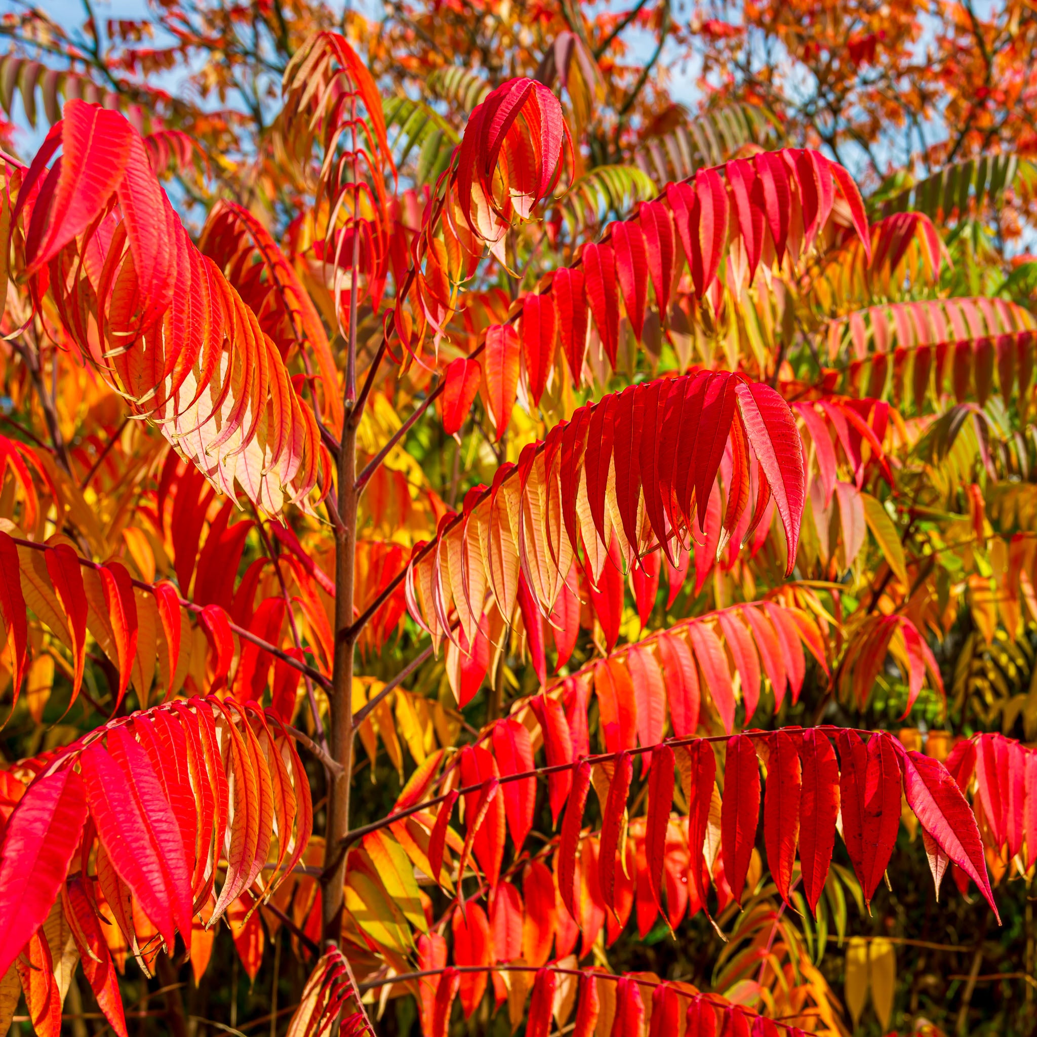 Essigbaum