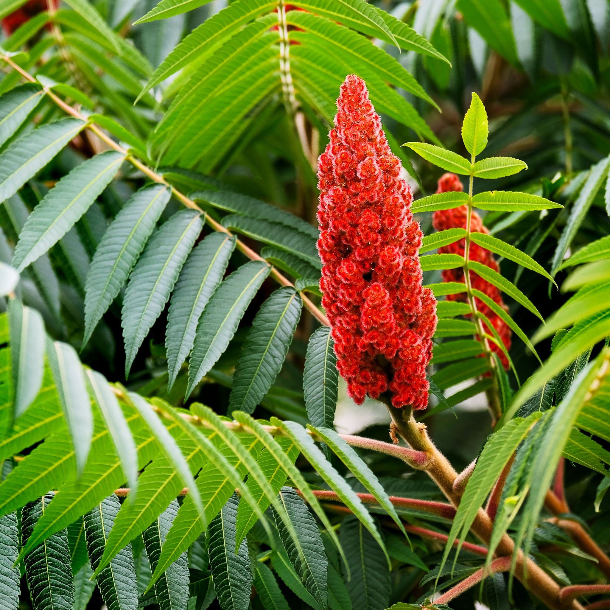 Essigbaum