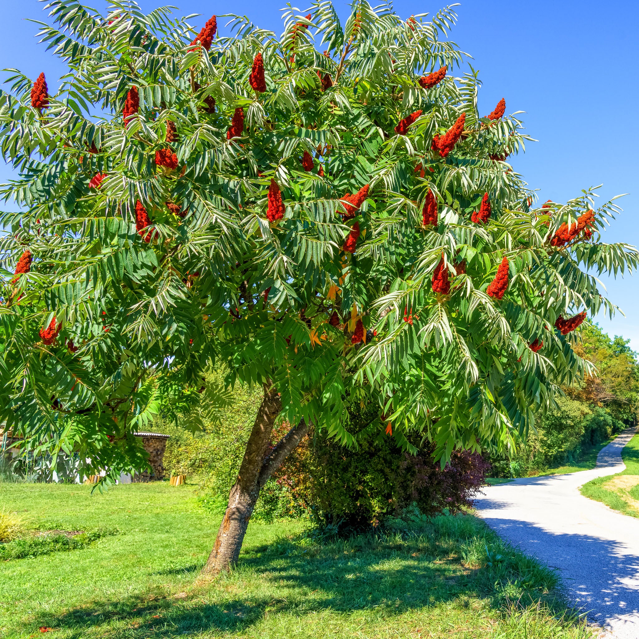 Essigbaum