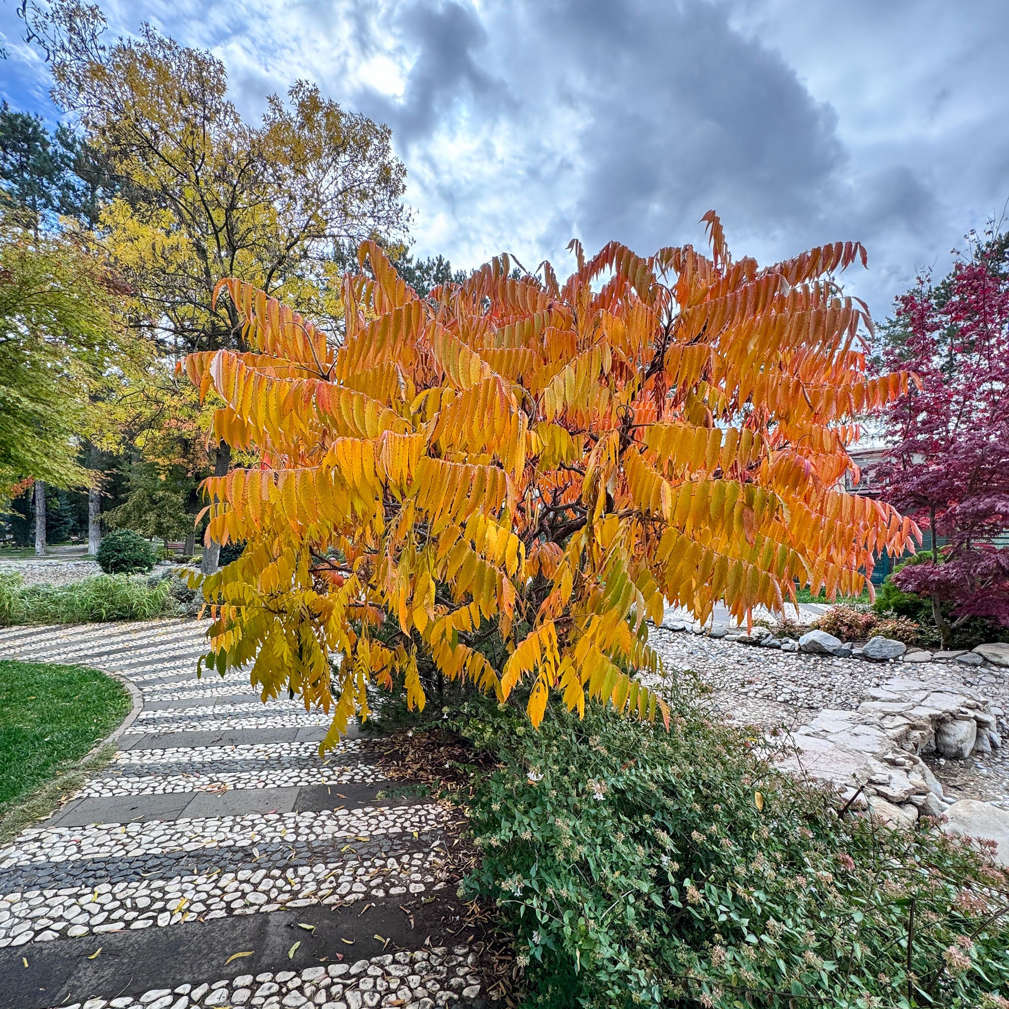 Essigbaum