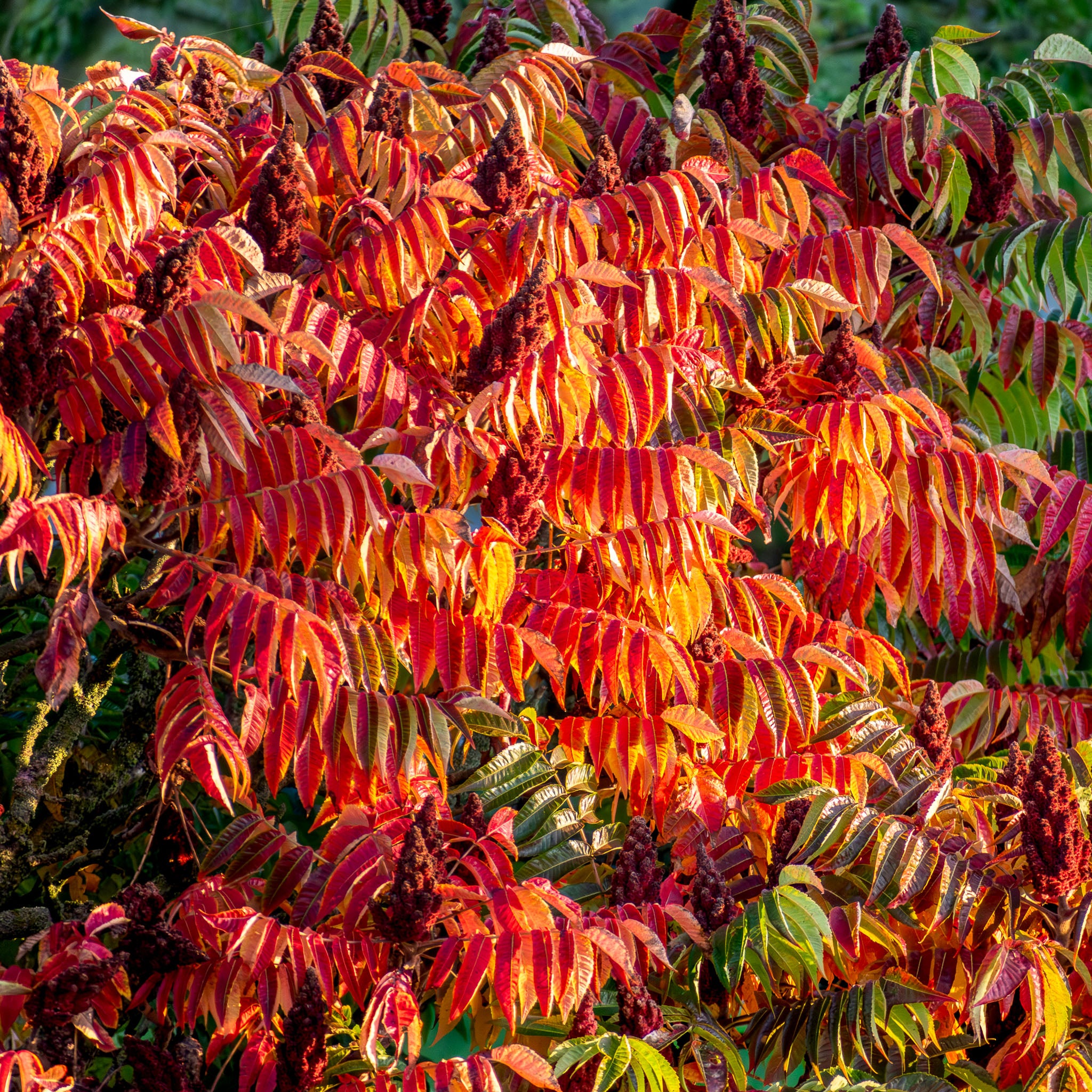Essigbaum