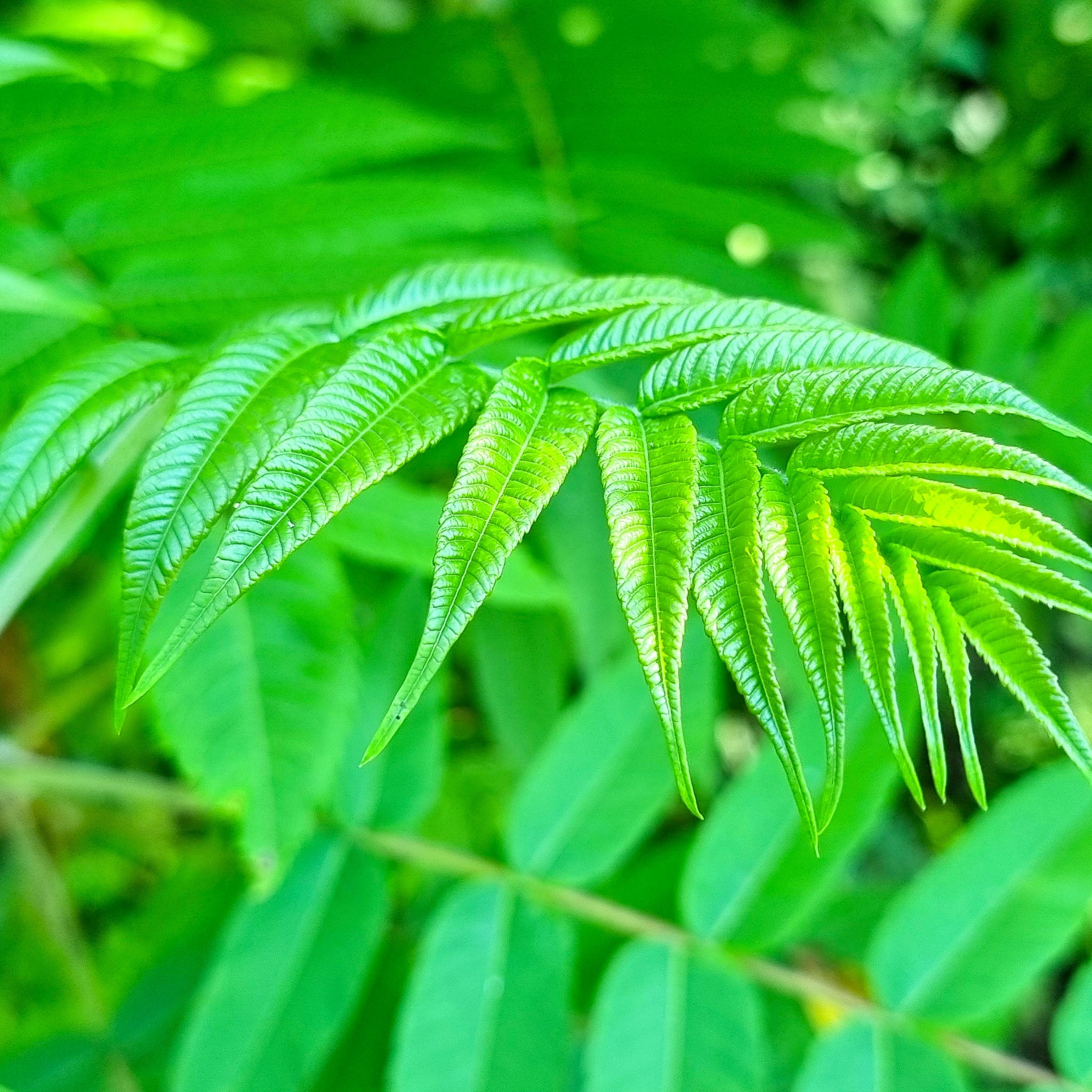 Essigbaum