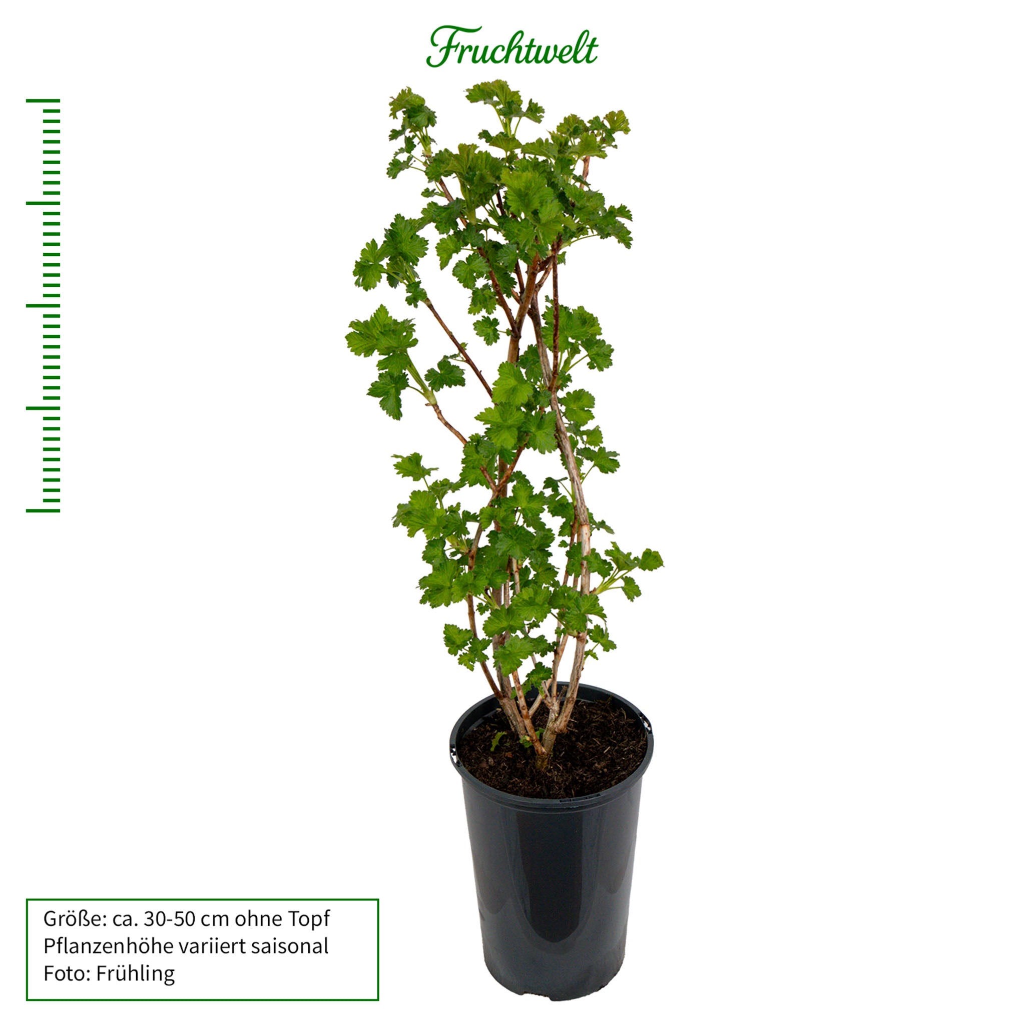 Jostabeere 'Jofruity®'