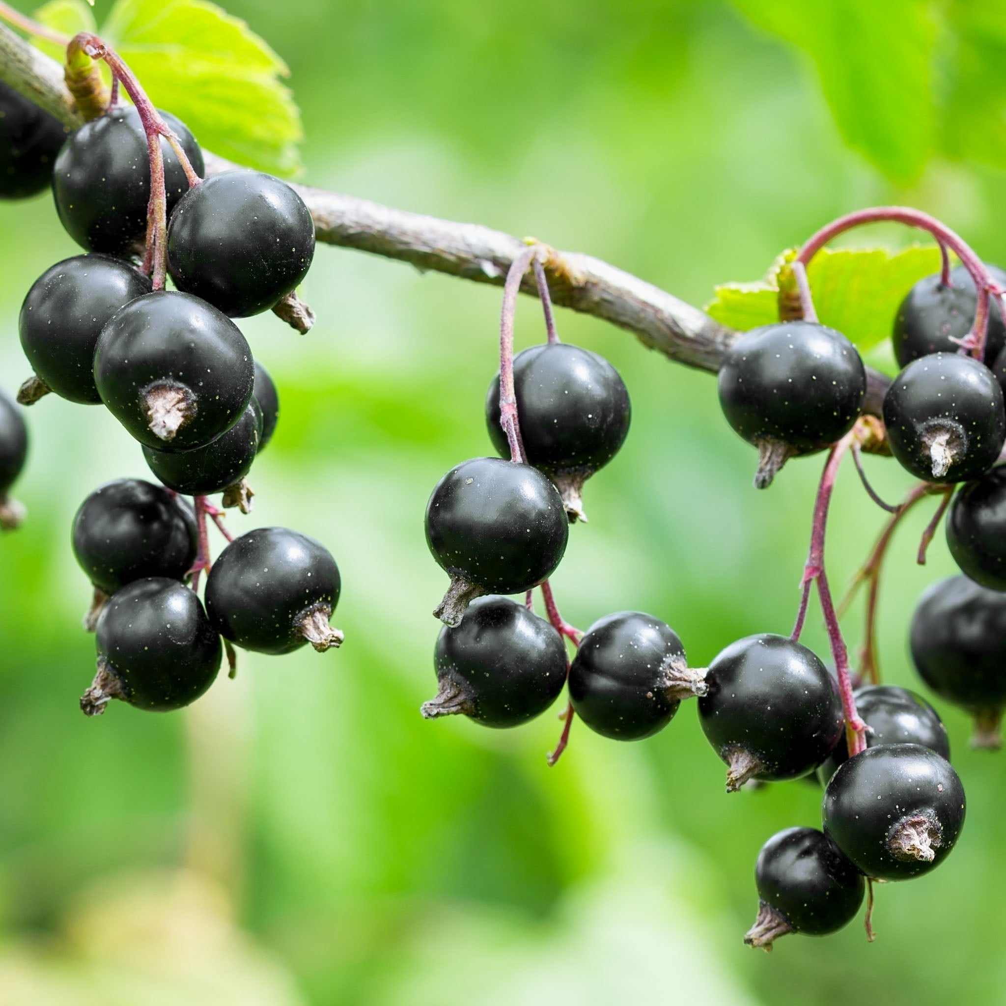 Schwarze Johannisbeere 'Ben Sarek'