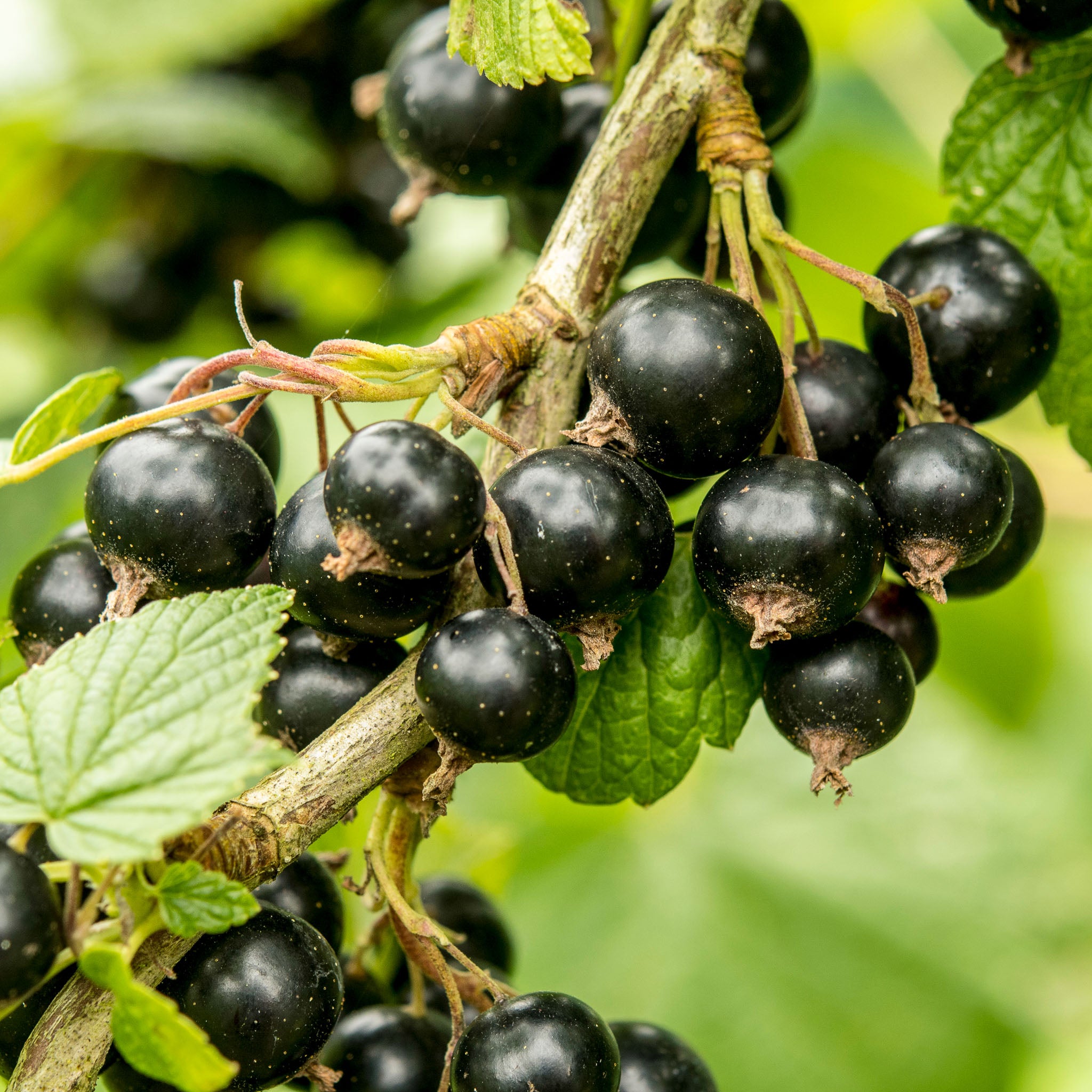Schwarze Johannisbeere 'Ben Sarek'