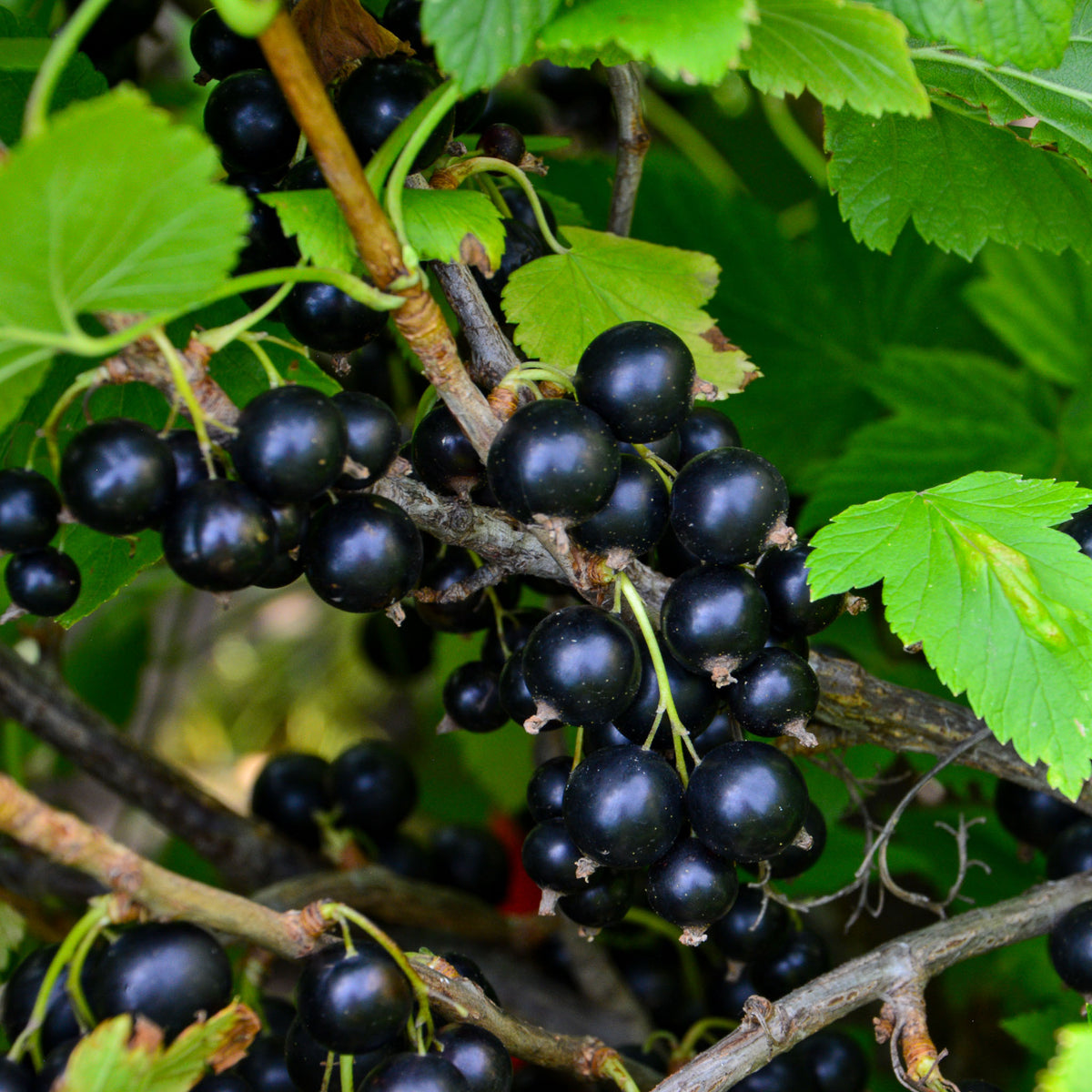 Schwarze Johannisbeere 'Black Giant'