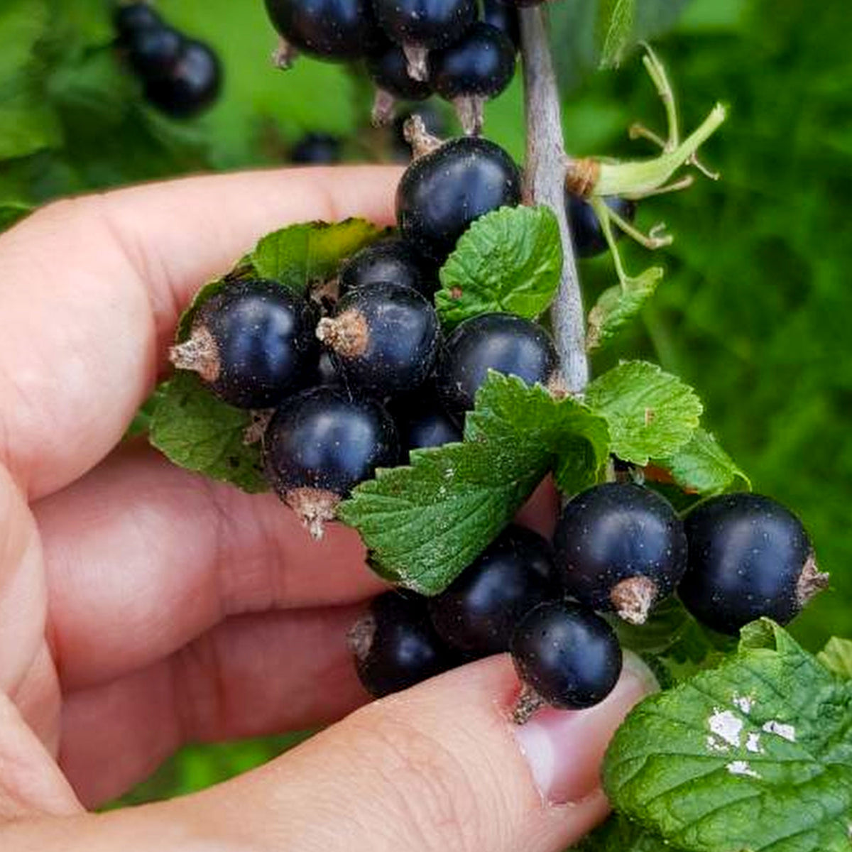 Schwarze Johannisbeere 'Black Giant'