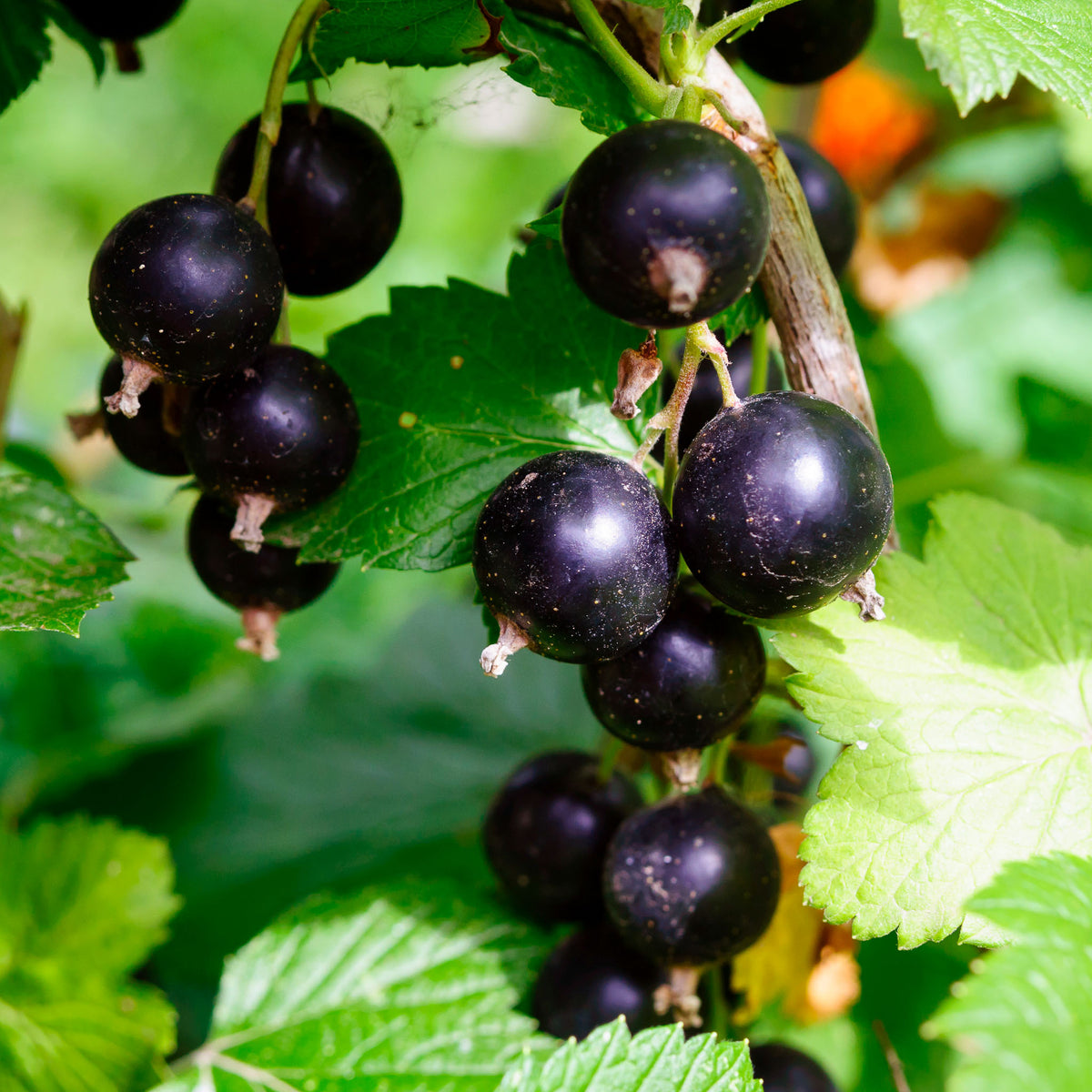 Schwarze Johannisbeere 'Black Giant'