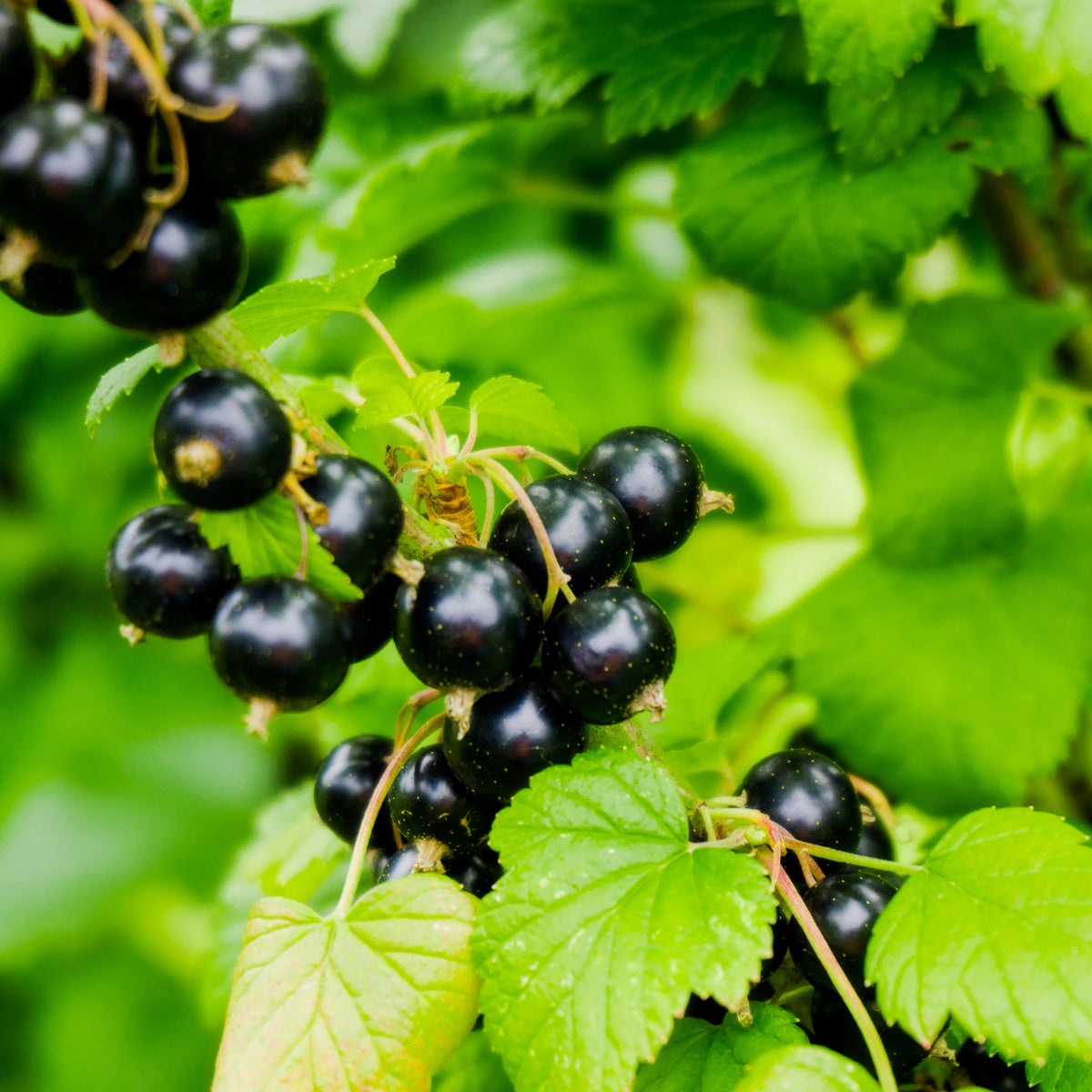 Schwarze Johannisbeere 'Black Giant'