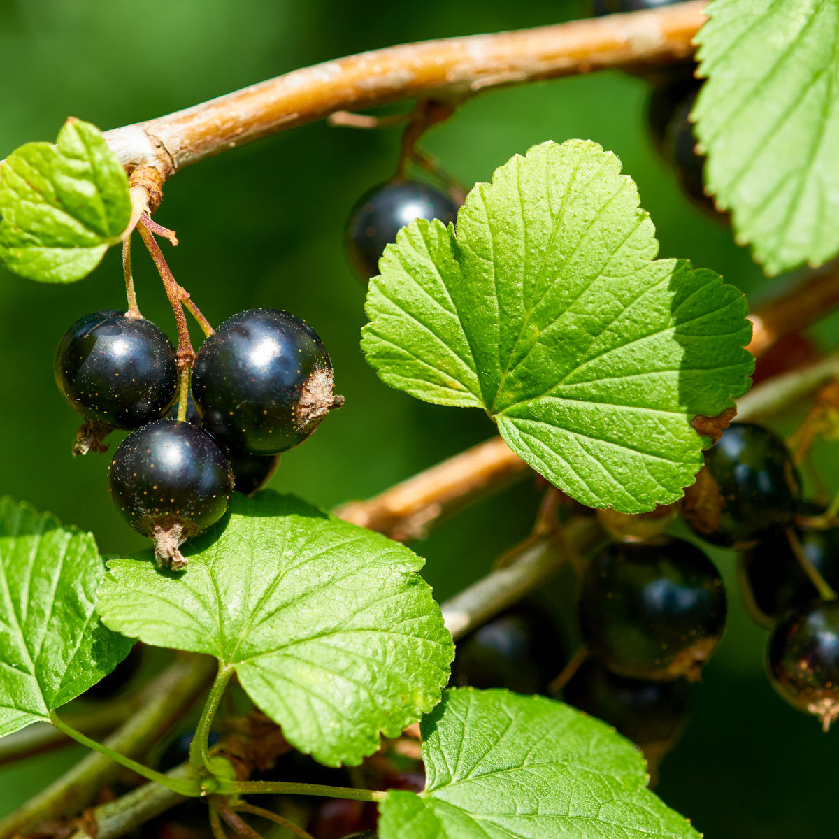 Schwarze Johannisbeere 'Black Giant'