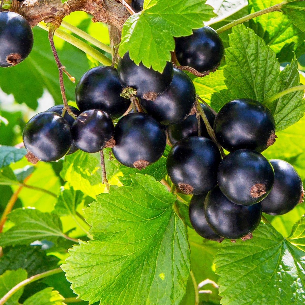 Schwarze Johannisbeere 'Silvergieters Schwarze'