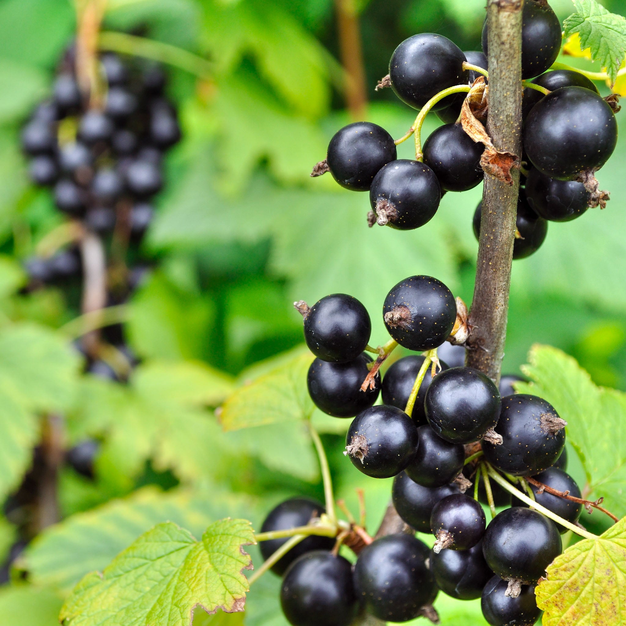 Schwarze Johannisbeere 'Titania'
