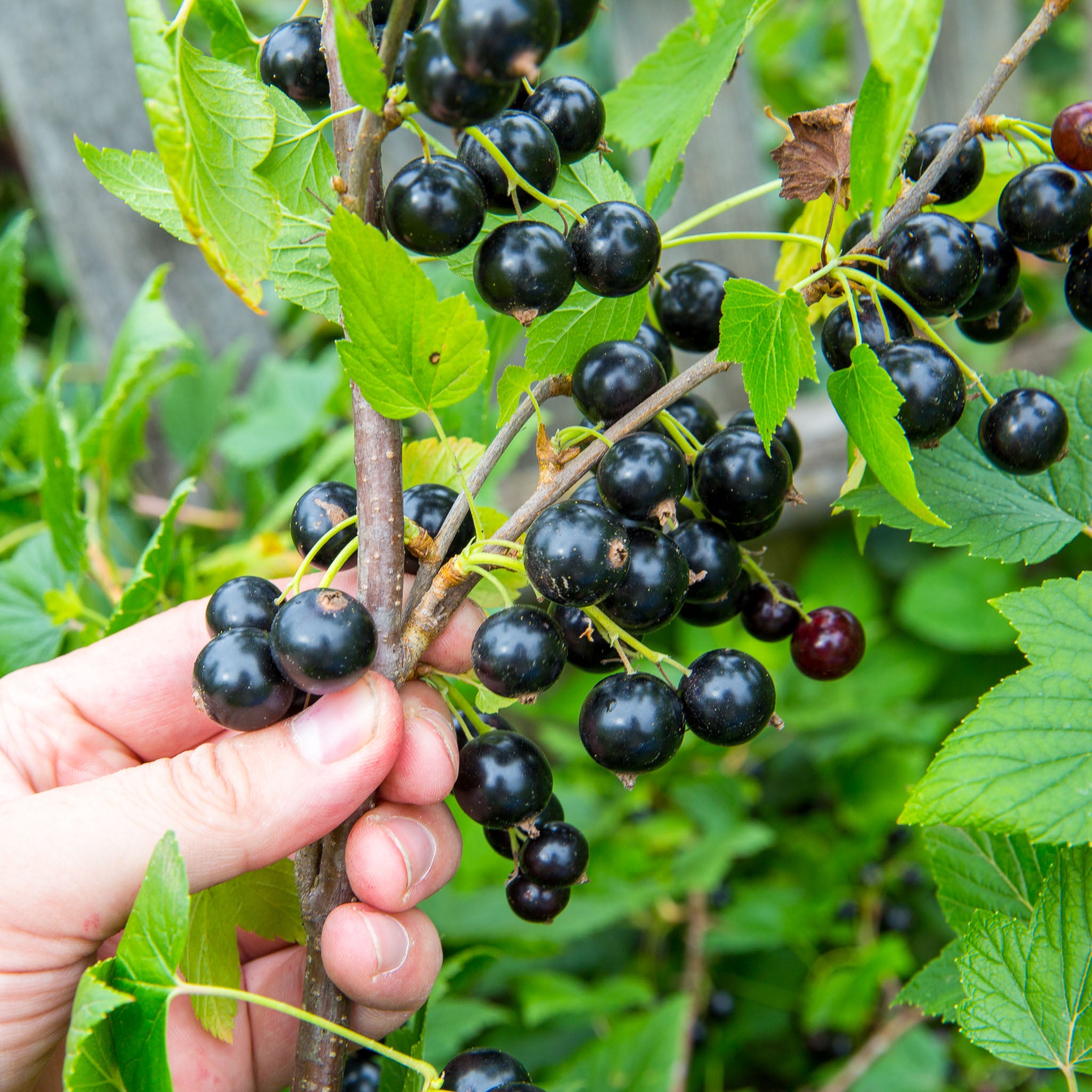 Schwarze Johannisbeere 'Titania'