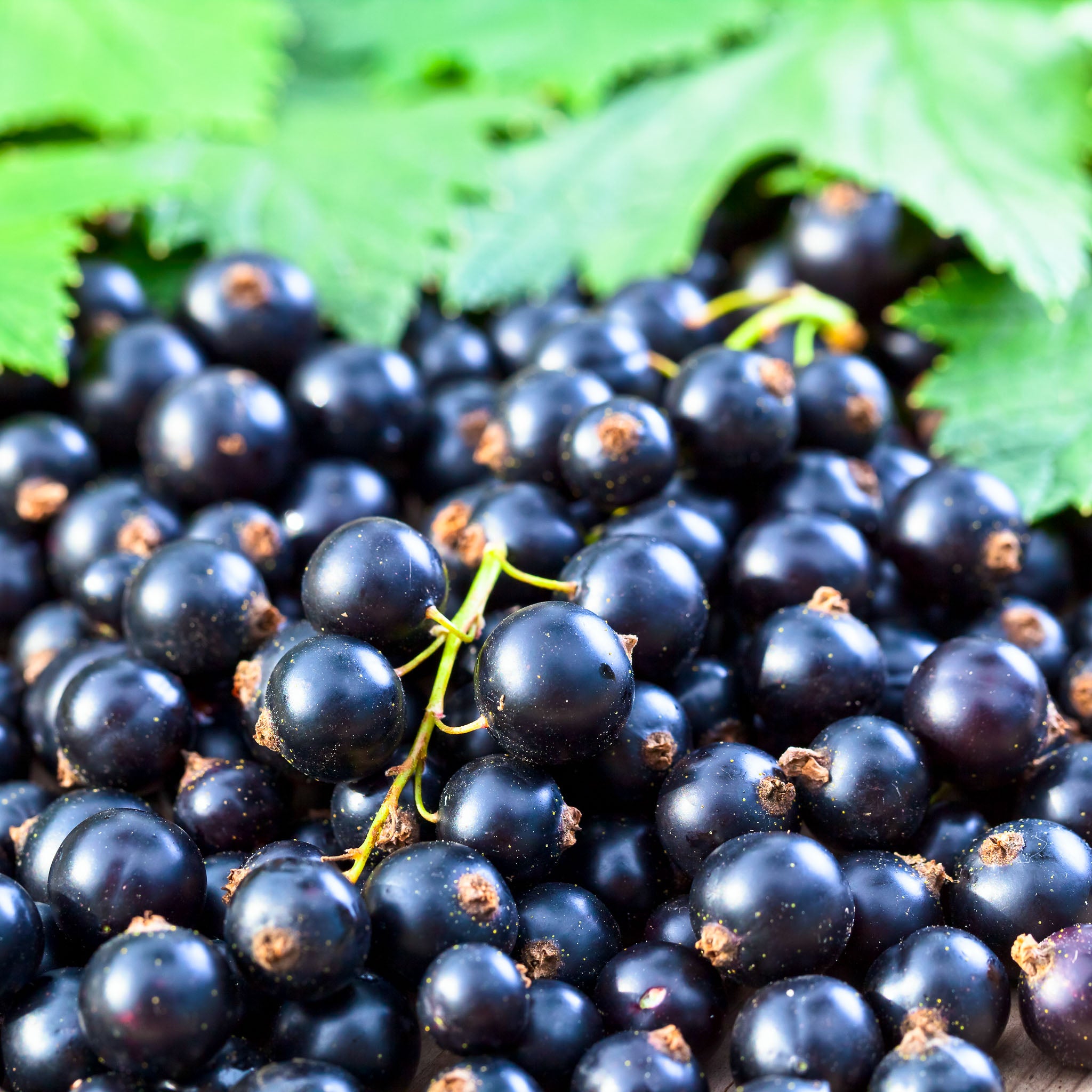 Schwarze Johannisbeere 'Titania'